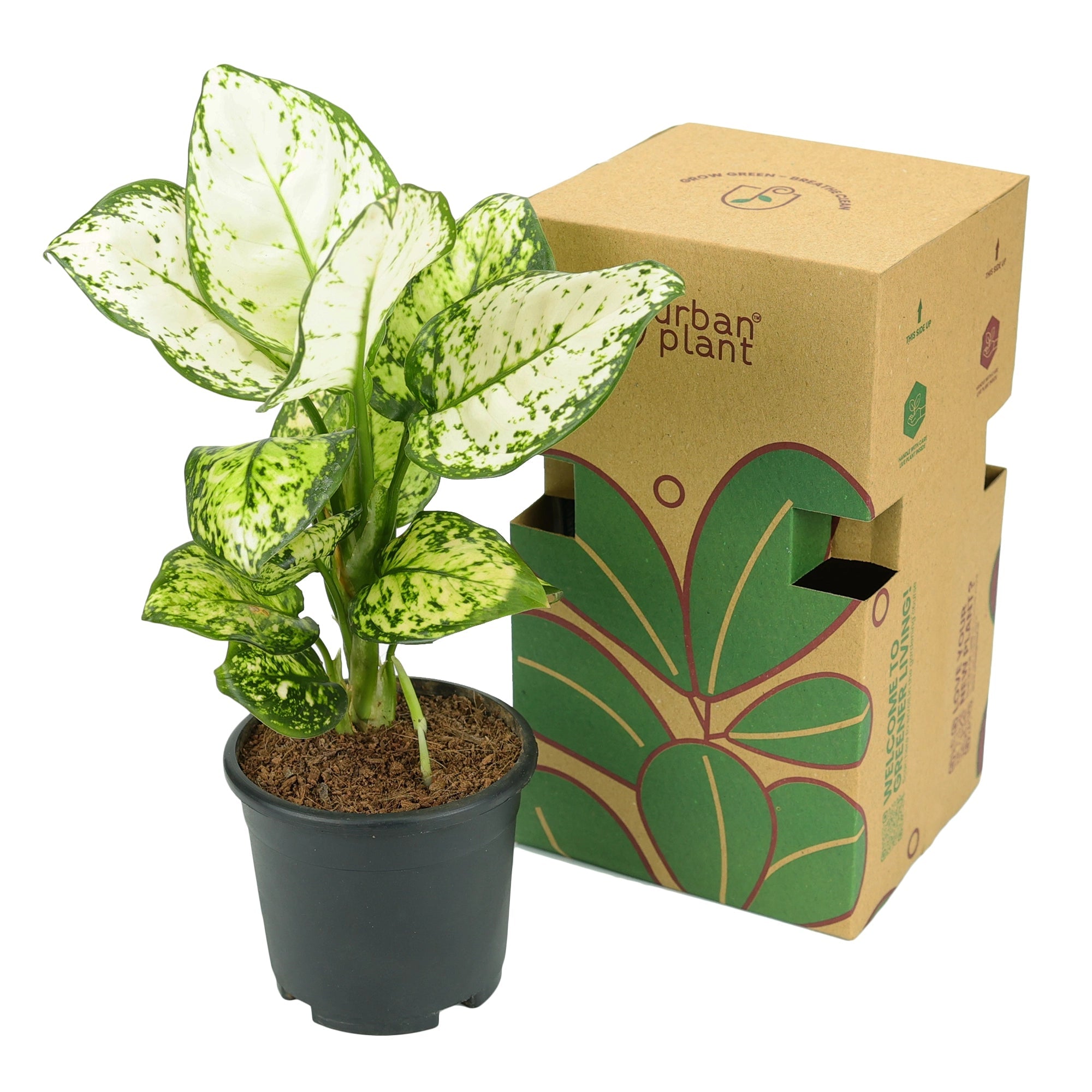 Aglaonema White Plant Urban Plant 