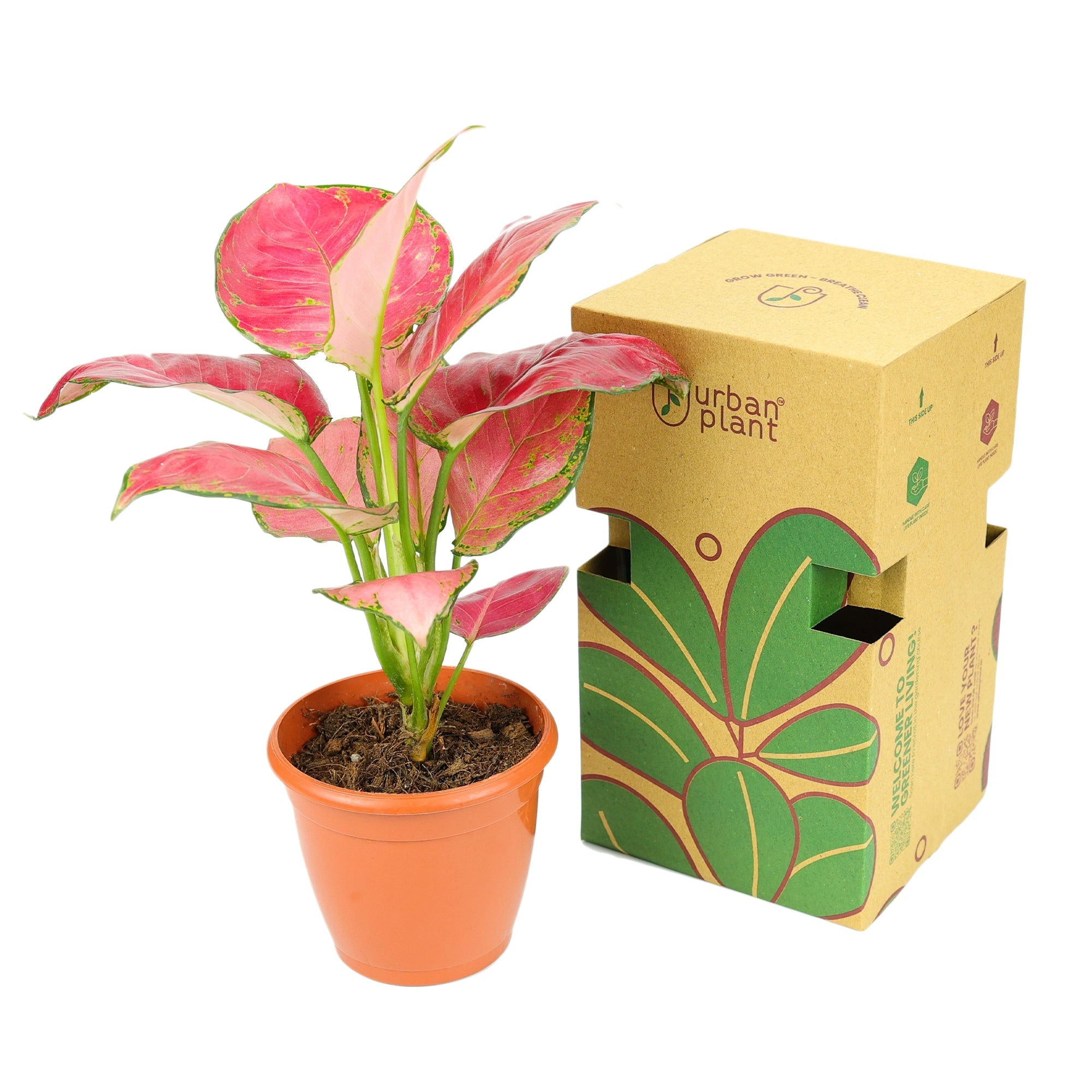 Aglaonema Red Plant Urban Plant 