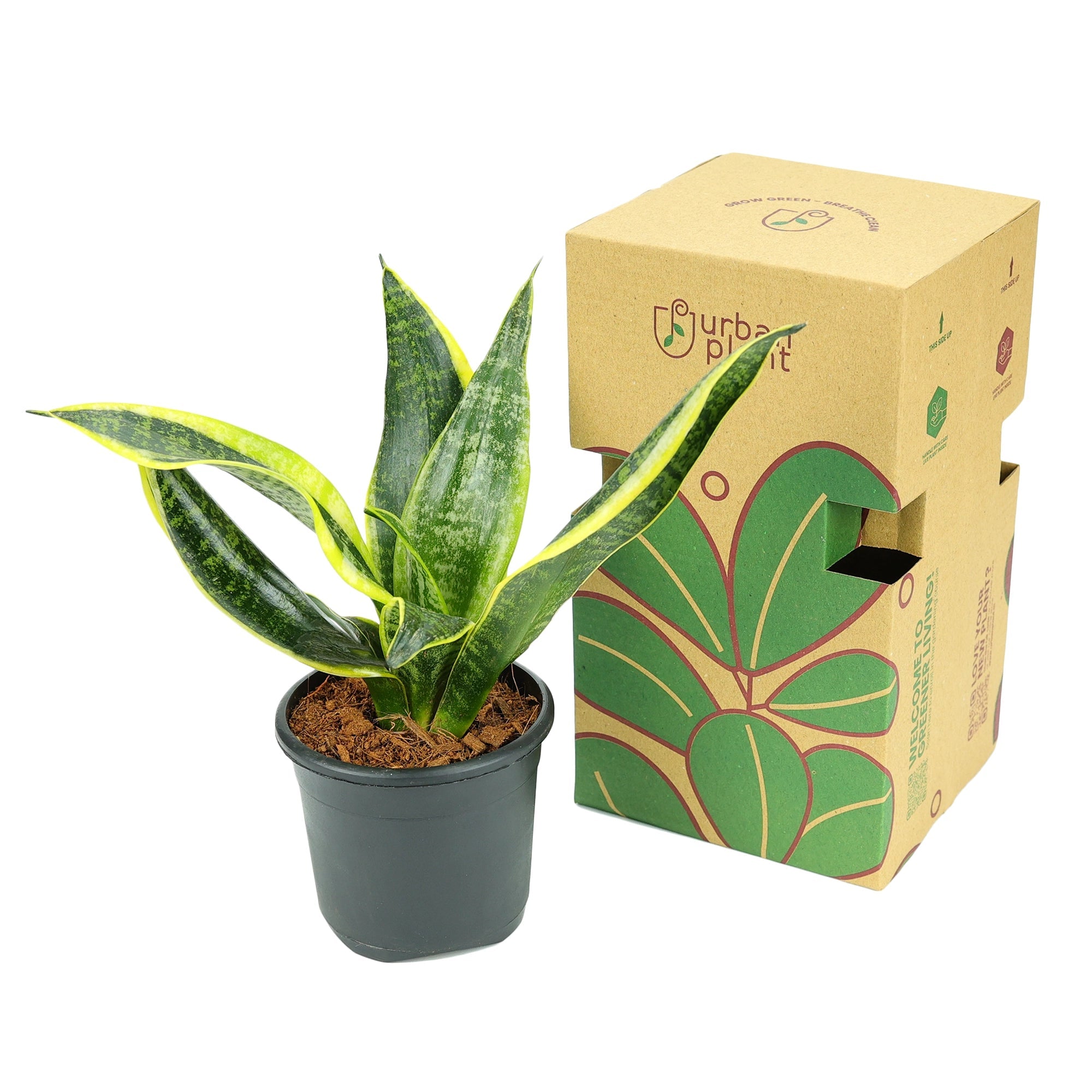 Sansevieria Golden Hahnii Snake Plant Urban Plant 