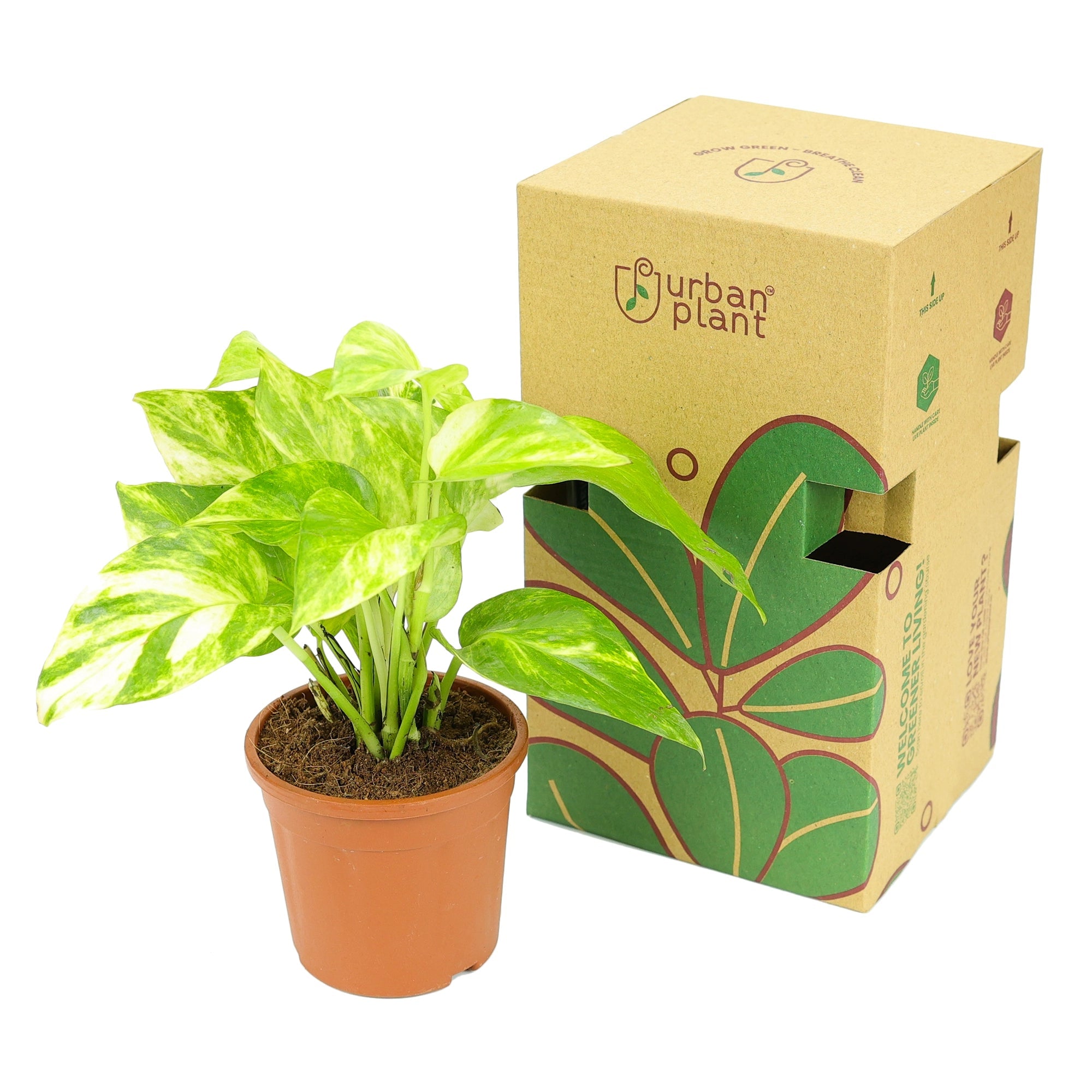 Golden Pothos Plant Urban Plant 