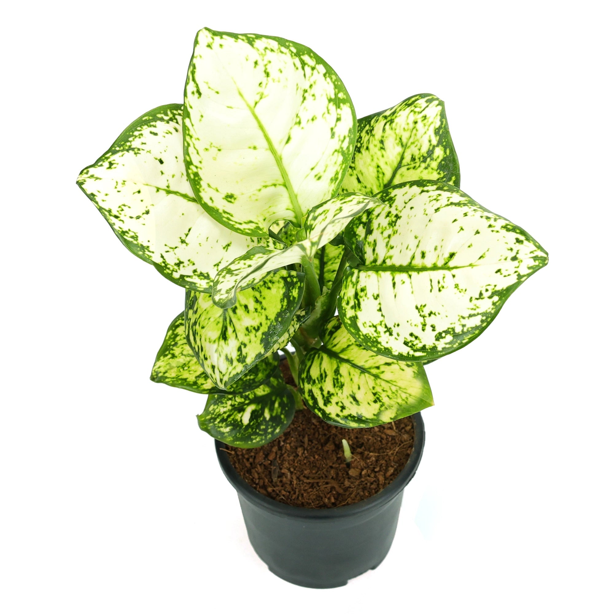 Aglaonema White Plant Urban Plant 