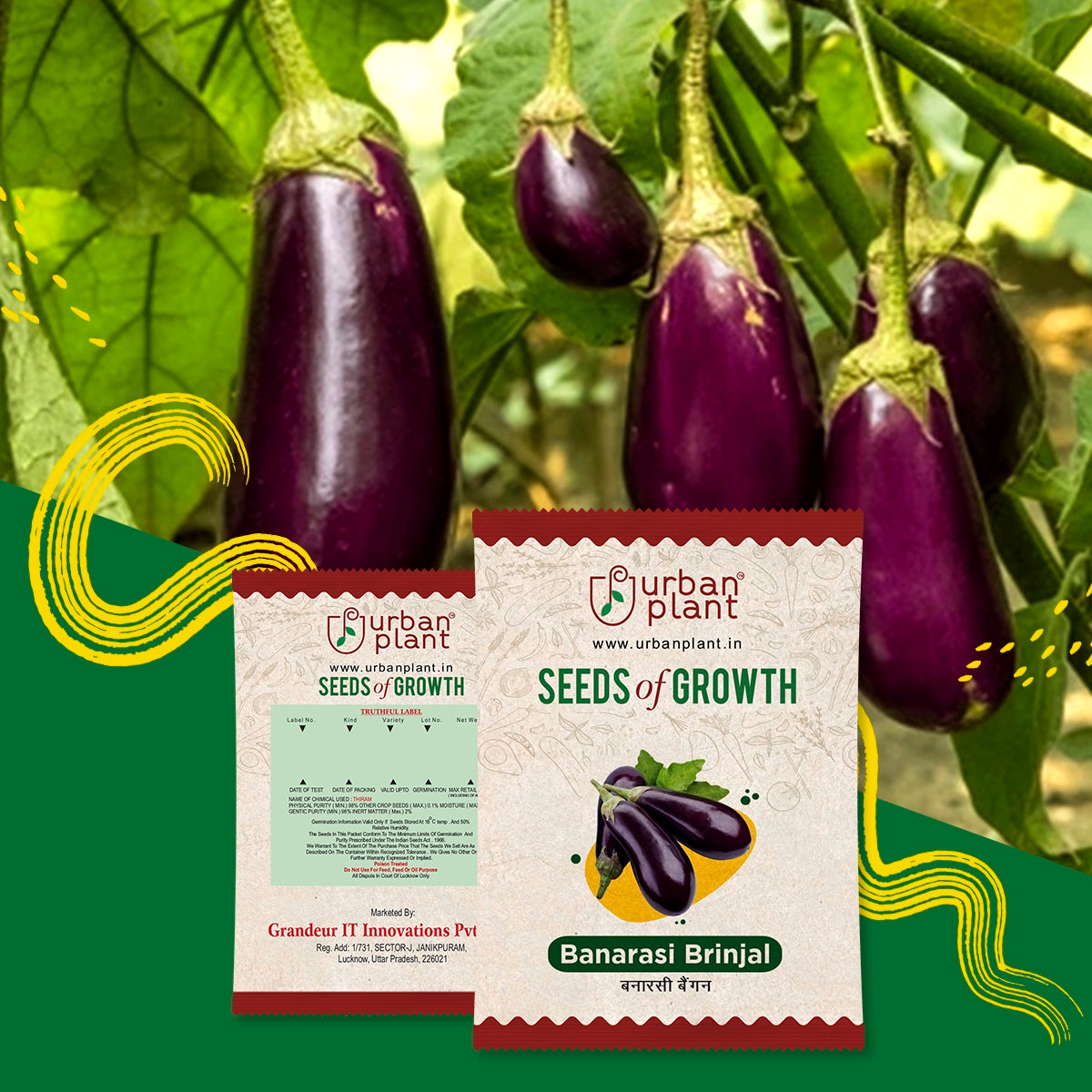 Banarasi Brinjal Seeds (Long) Vegetable Seed Urban Plant 