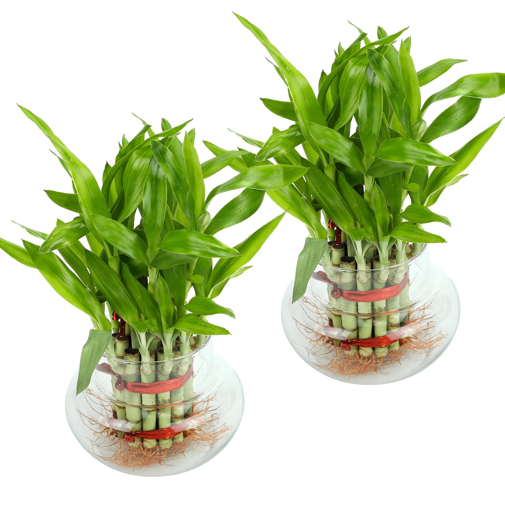 Lucky Bamboo Good Luck Plant Urban Plant Glass Jar Pack of 2 