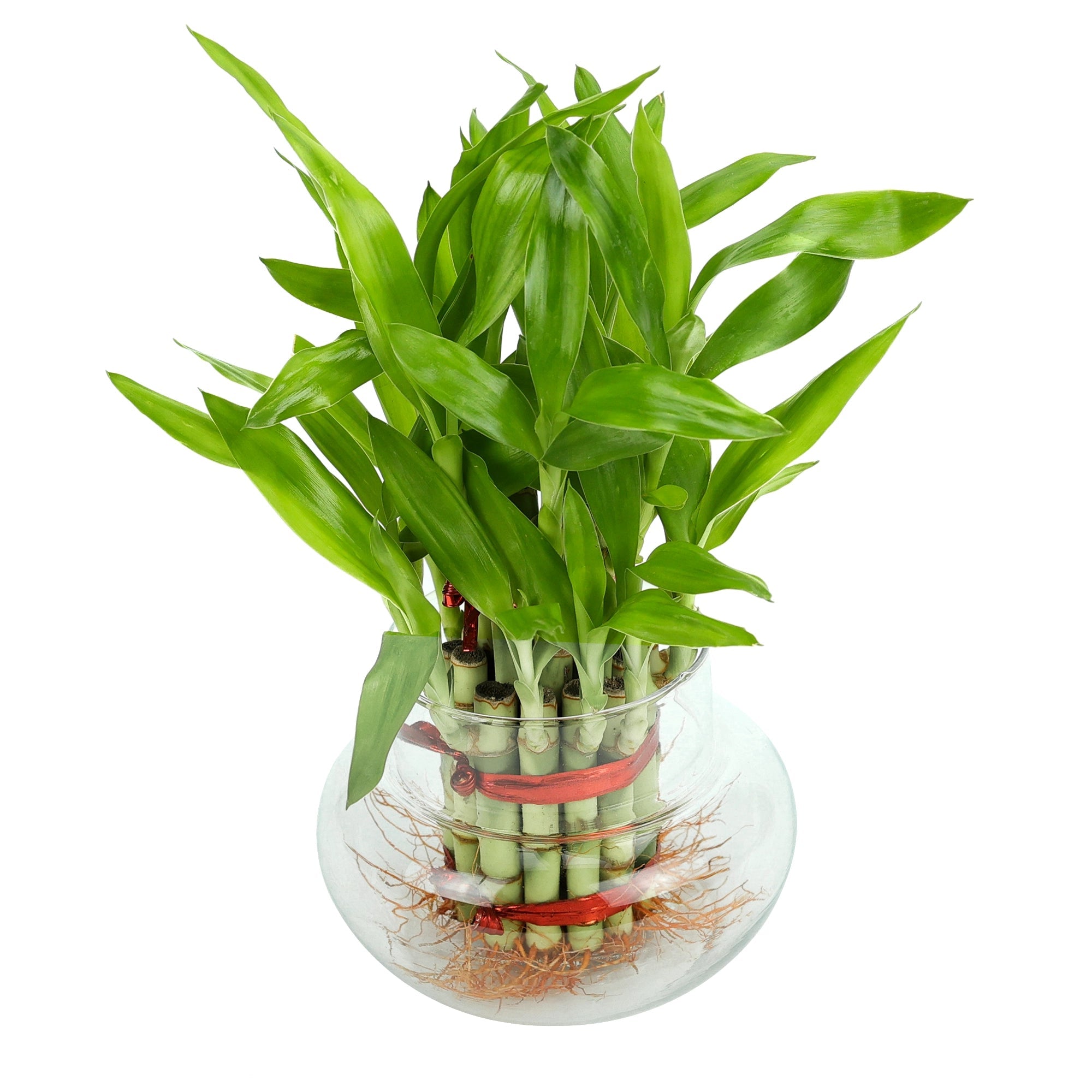 Lucky Bamboo Good Luck Plant Urban Plant Glass Jar Pack of 1 