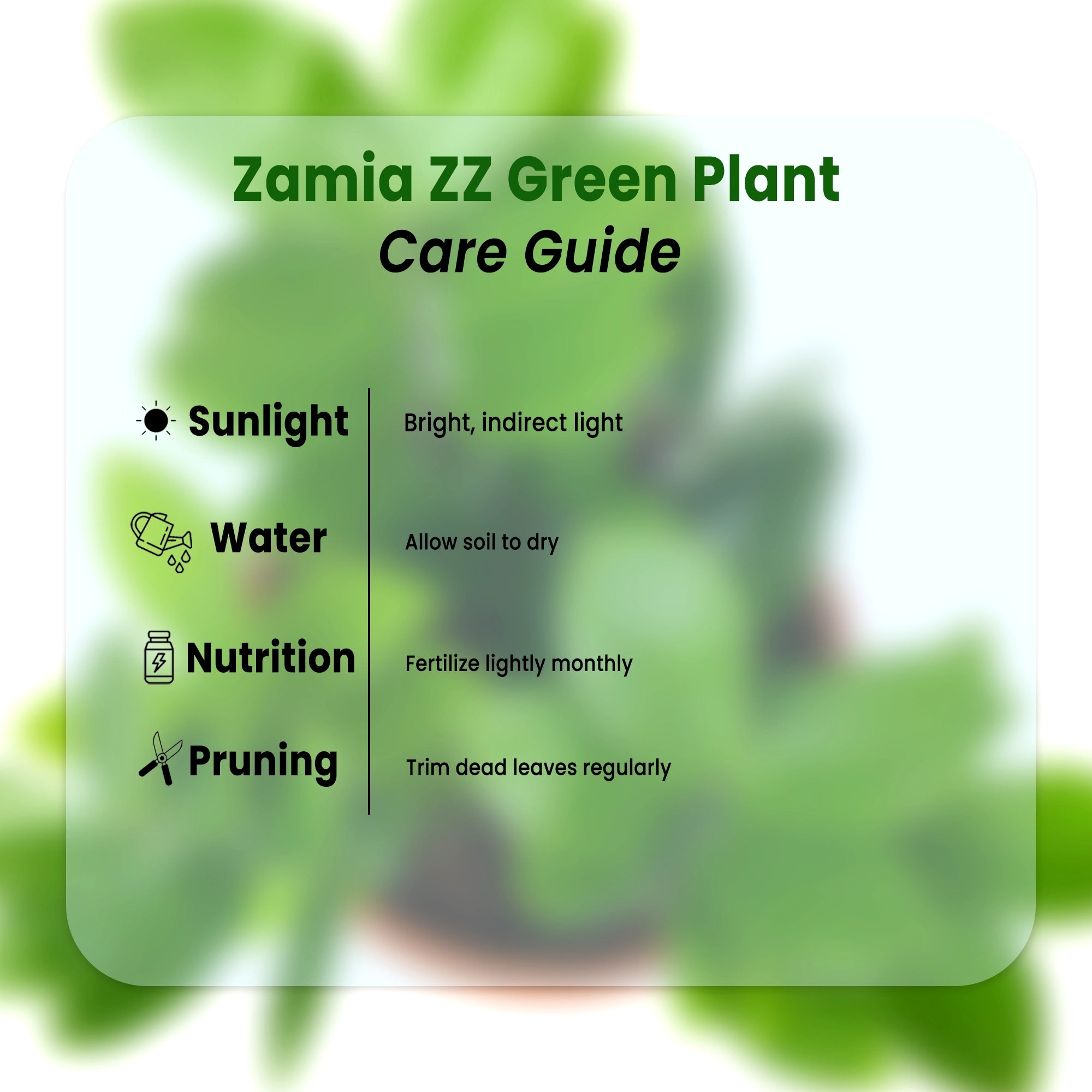 Zamia ZZ Green Plant Urban Plant 