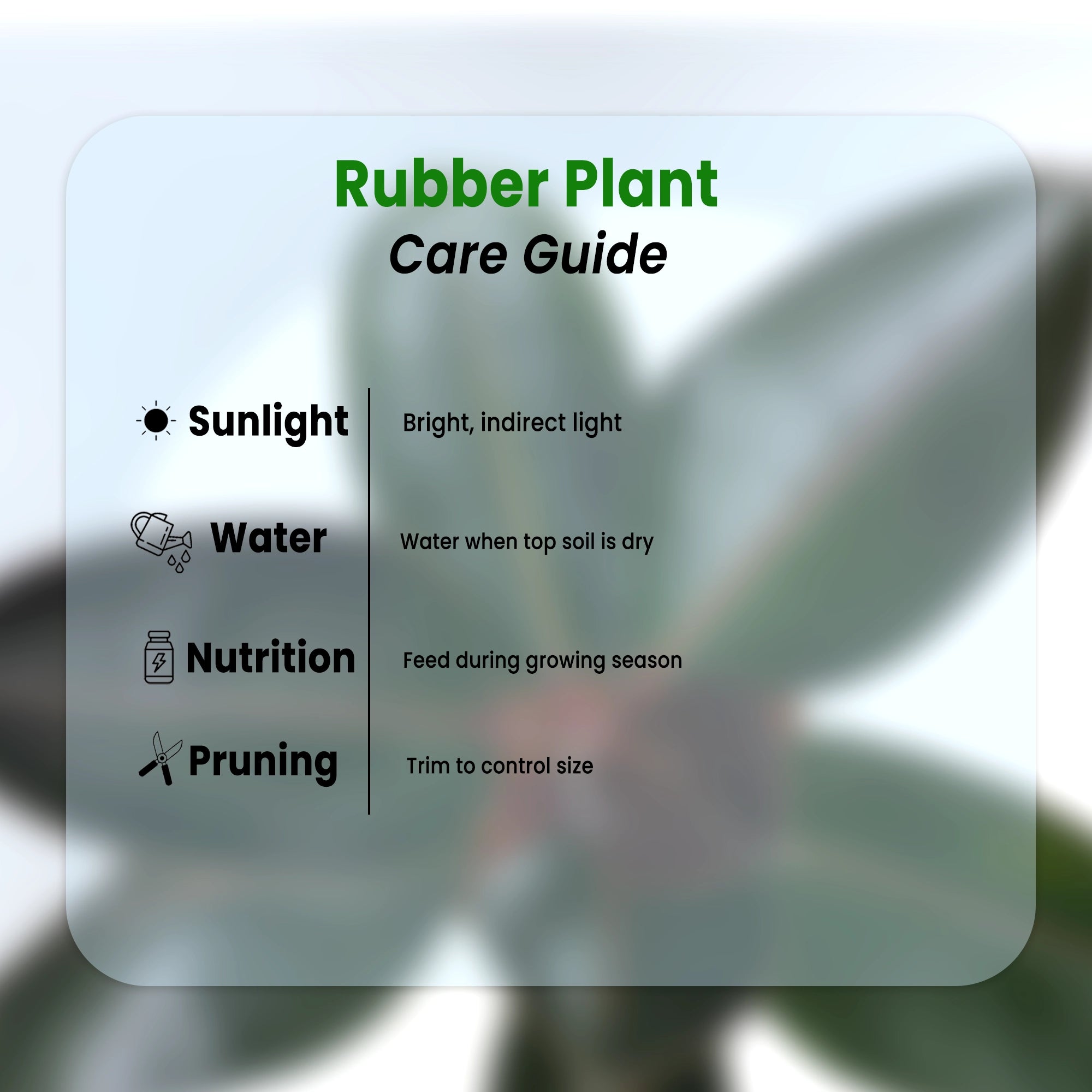 Rubber Plant Plant Urban Plant 