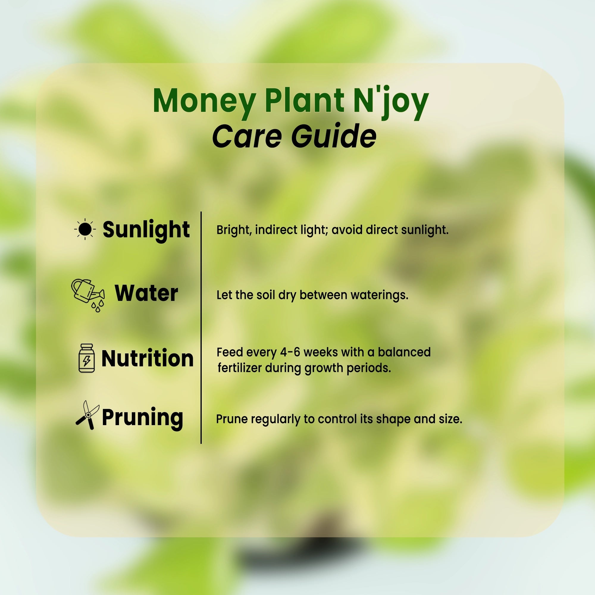 Money Plant N'joy Plant Urban Plant 