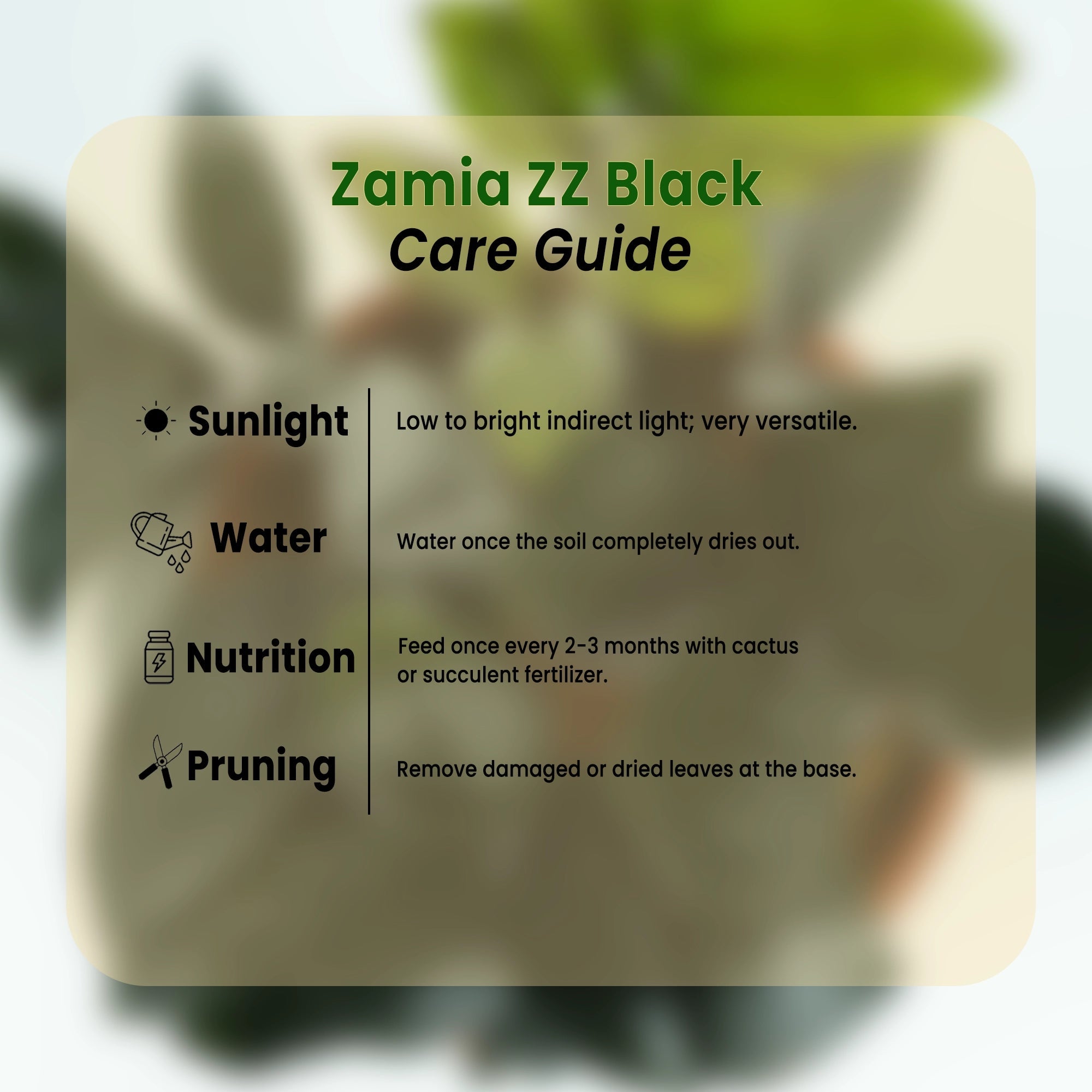 Zamia ZZ Black Plant Urban Plant 