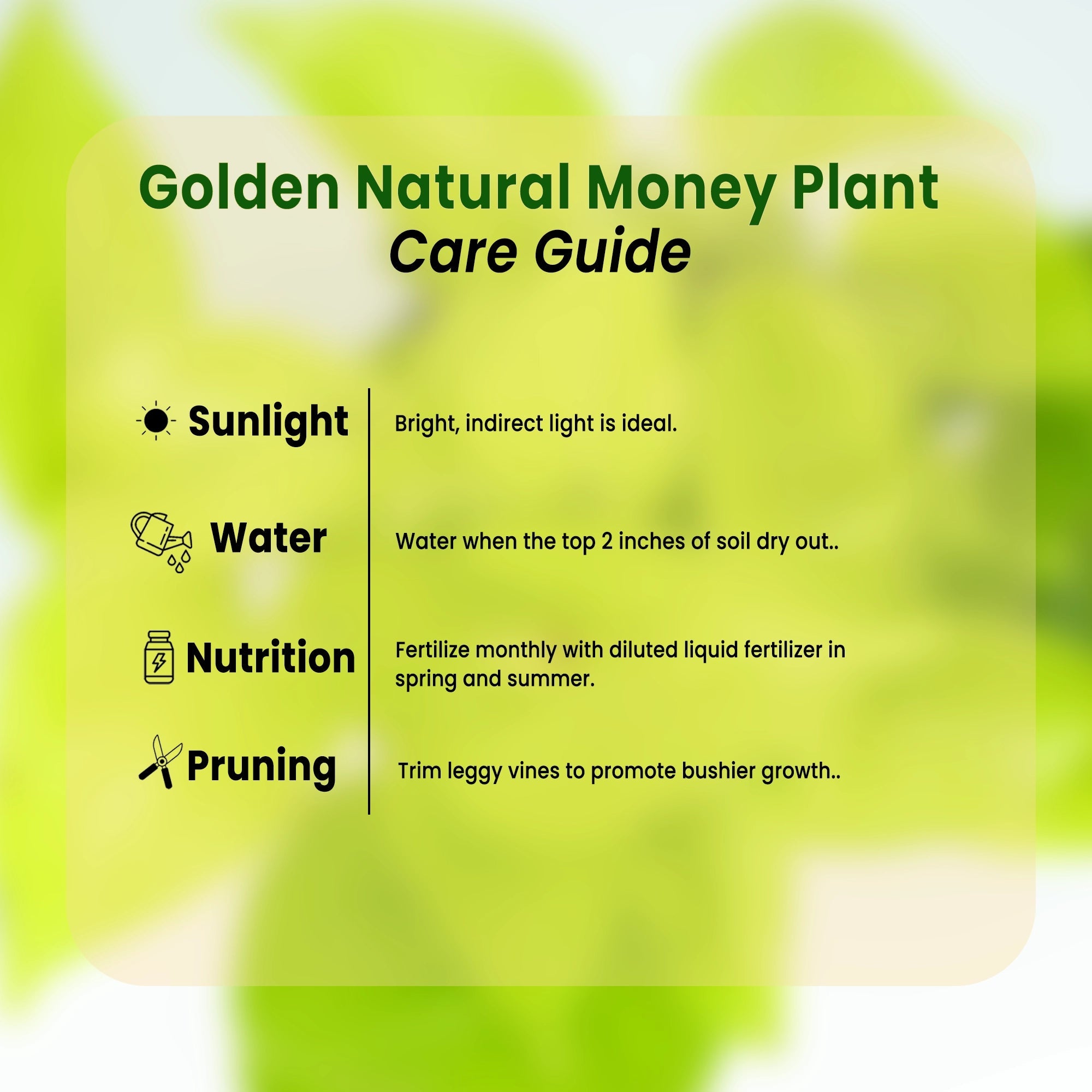 Golden Natural Money Plant Urban Plant 