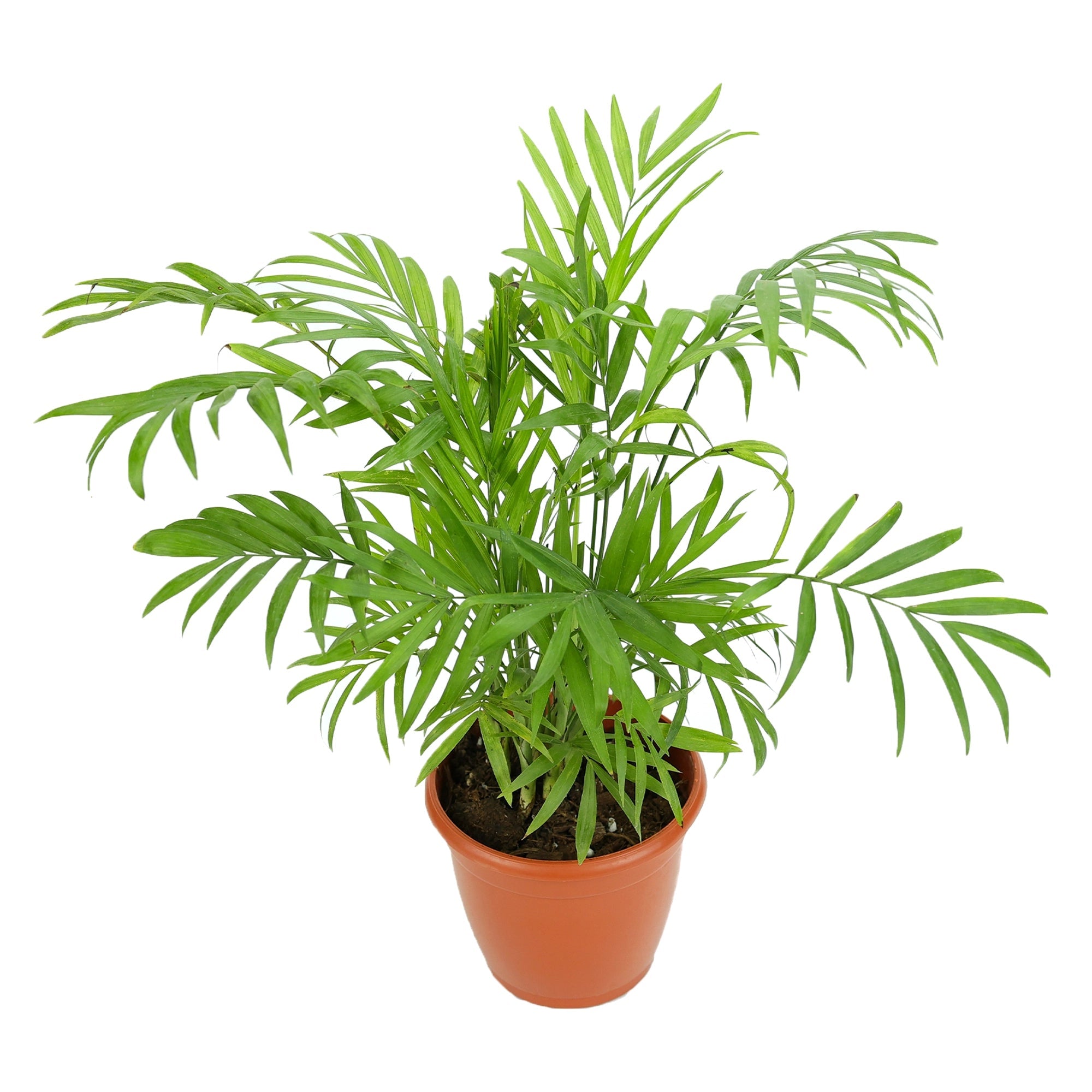 Chamaedorea Elegans Plant Urban Plant Nursery Pot Small 