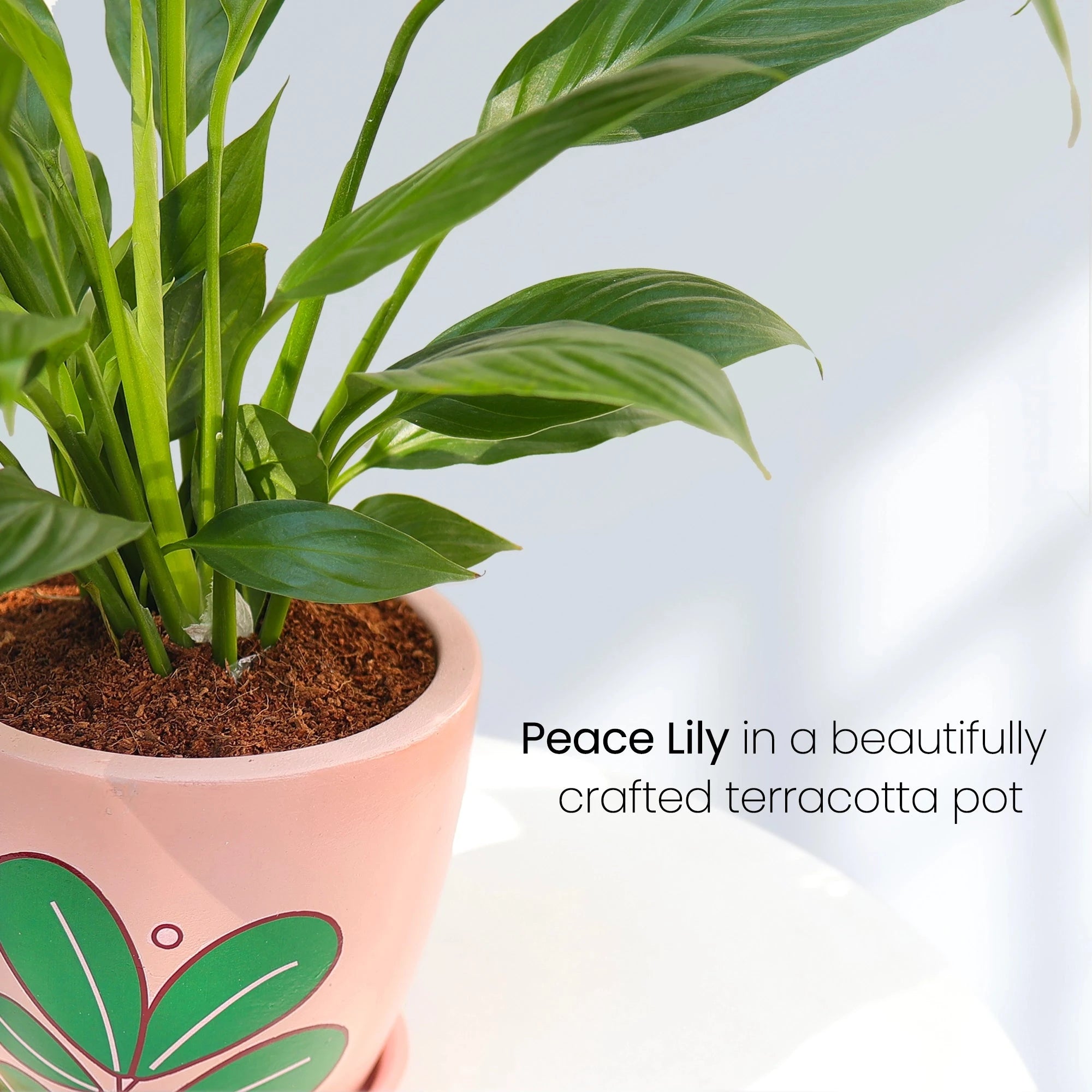 Peace Lily Plant Plant Urban Plant 