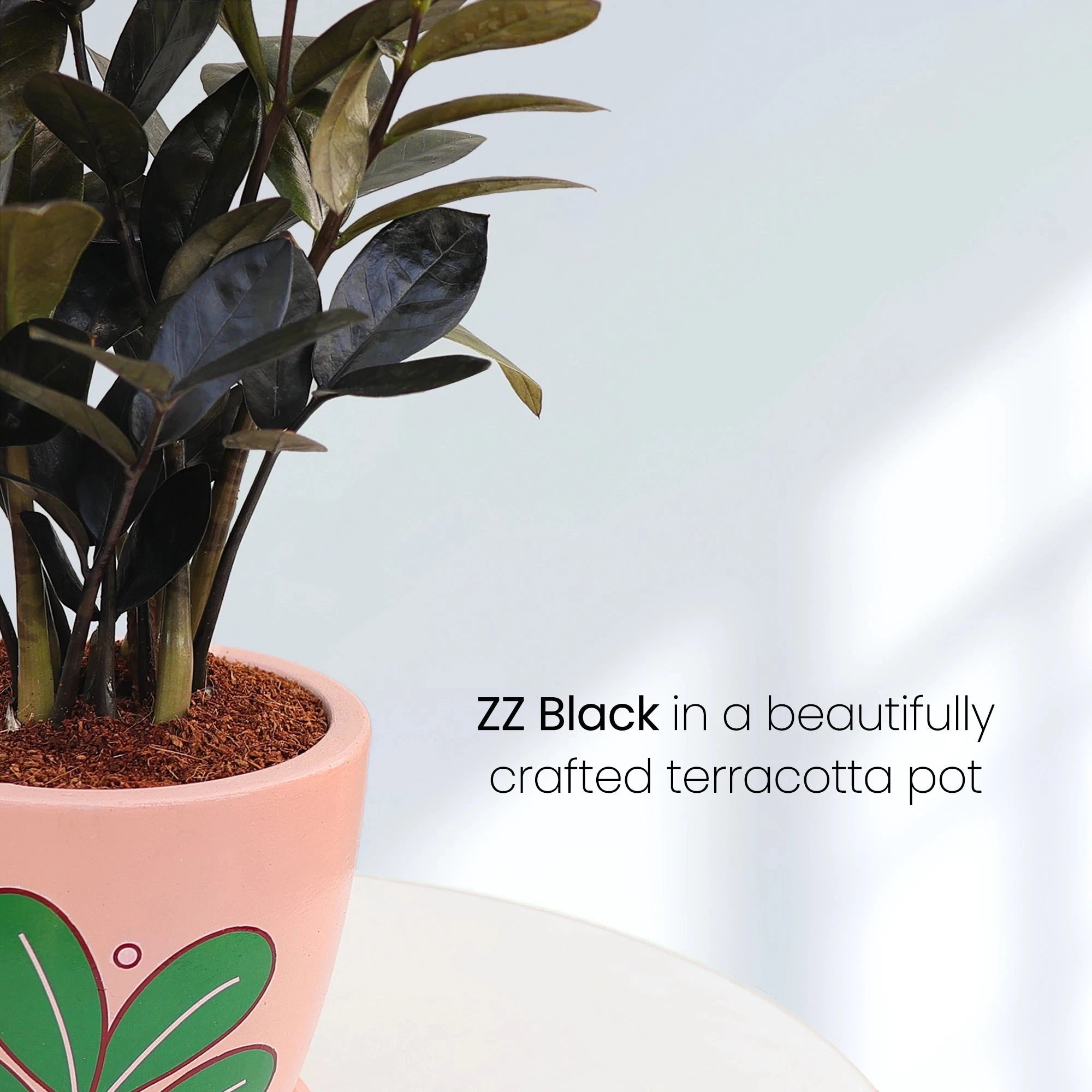 Zamia ZZ Black Plant Urban Plant 