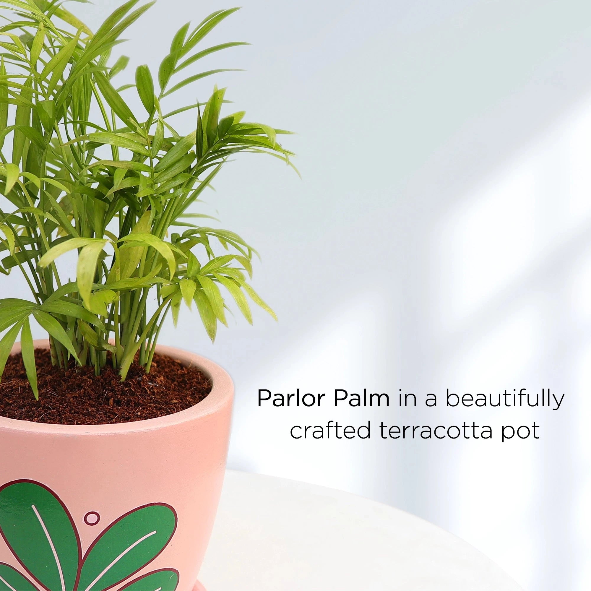 Parlor Palm Plant Urban Plant 