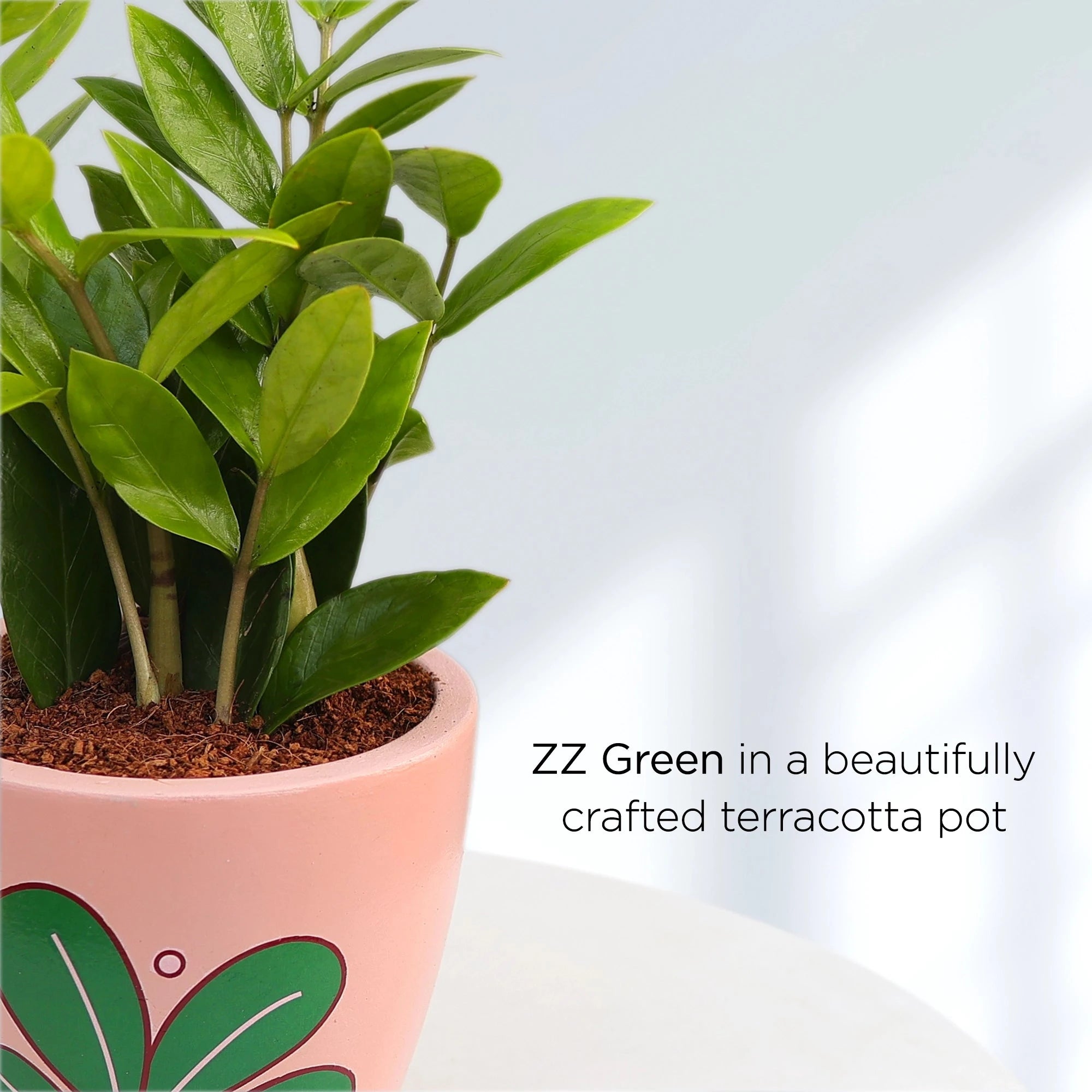 Zamia ZZ Green Plant Urban Plant 