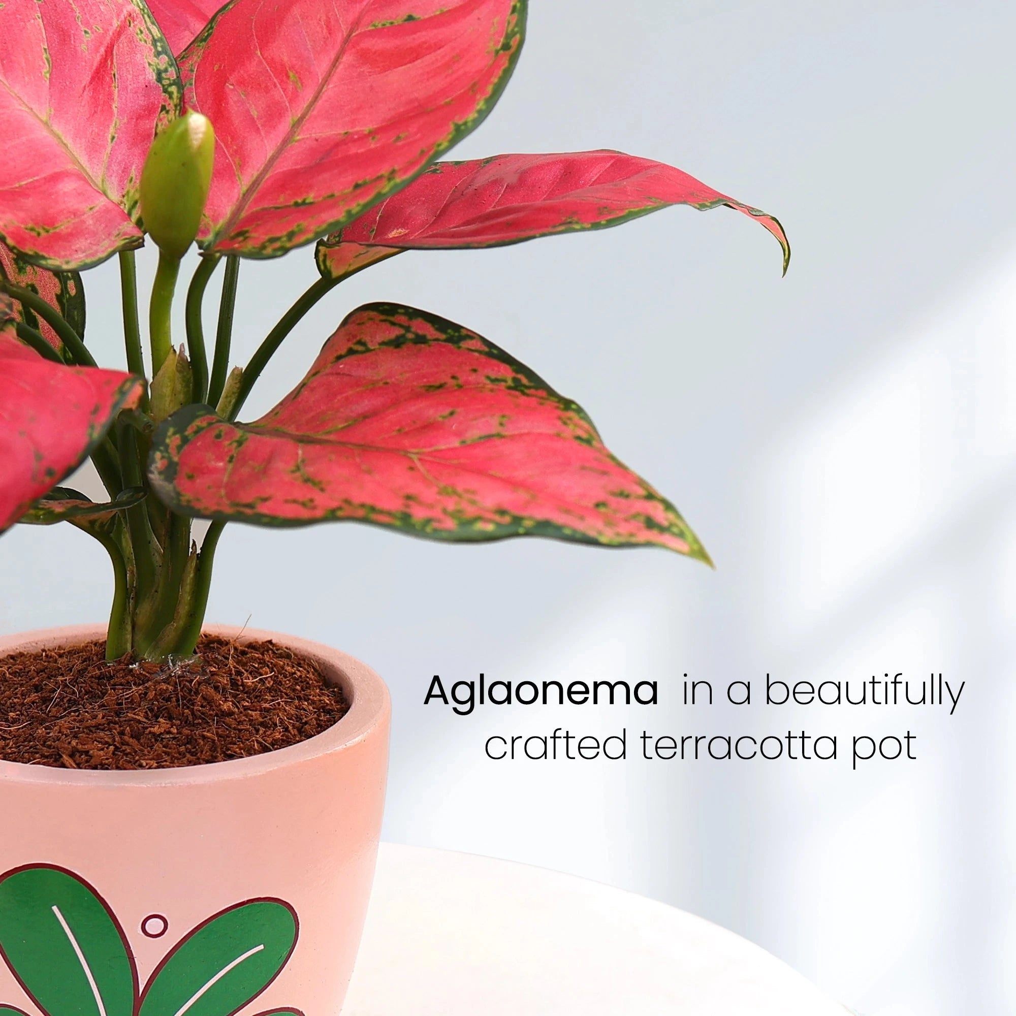 Aglaonema Red Plant Urban Plant 