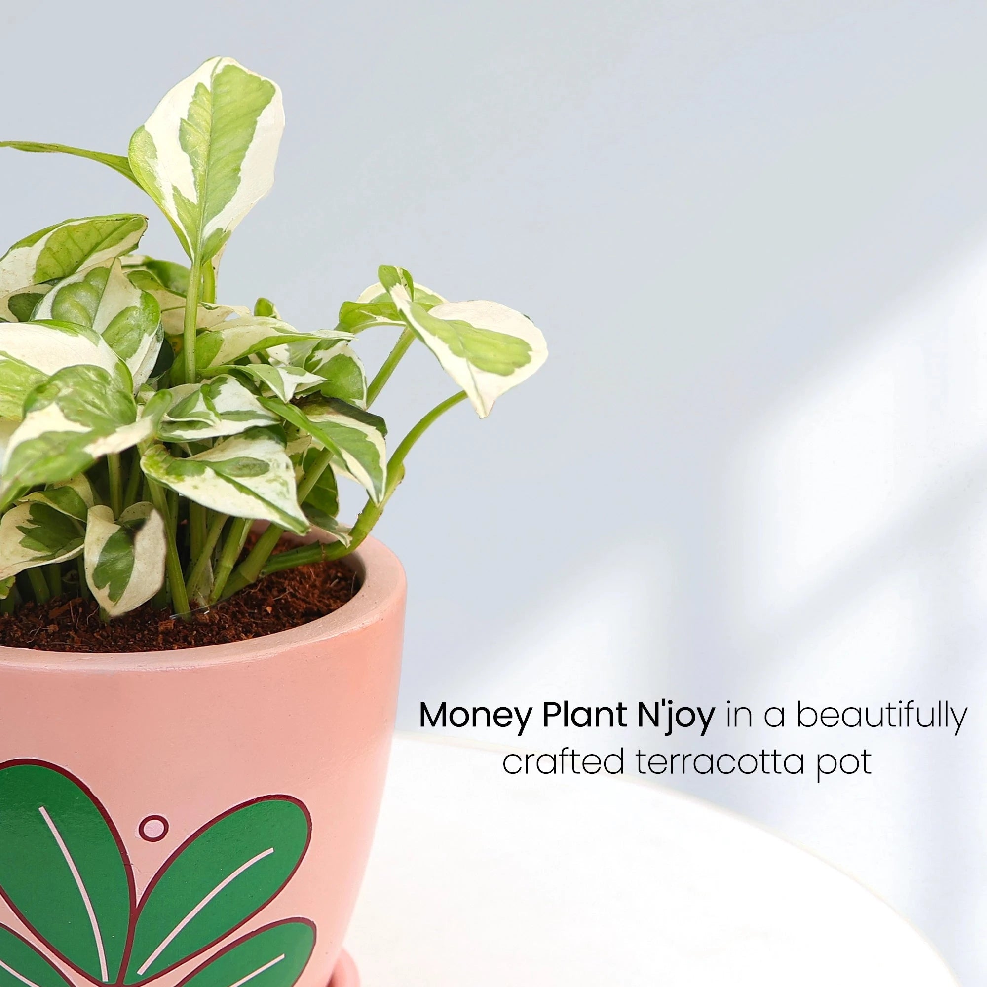 Money Plant N'joy Plant Urban Plant 