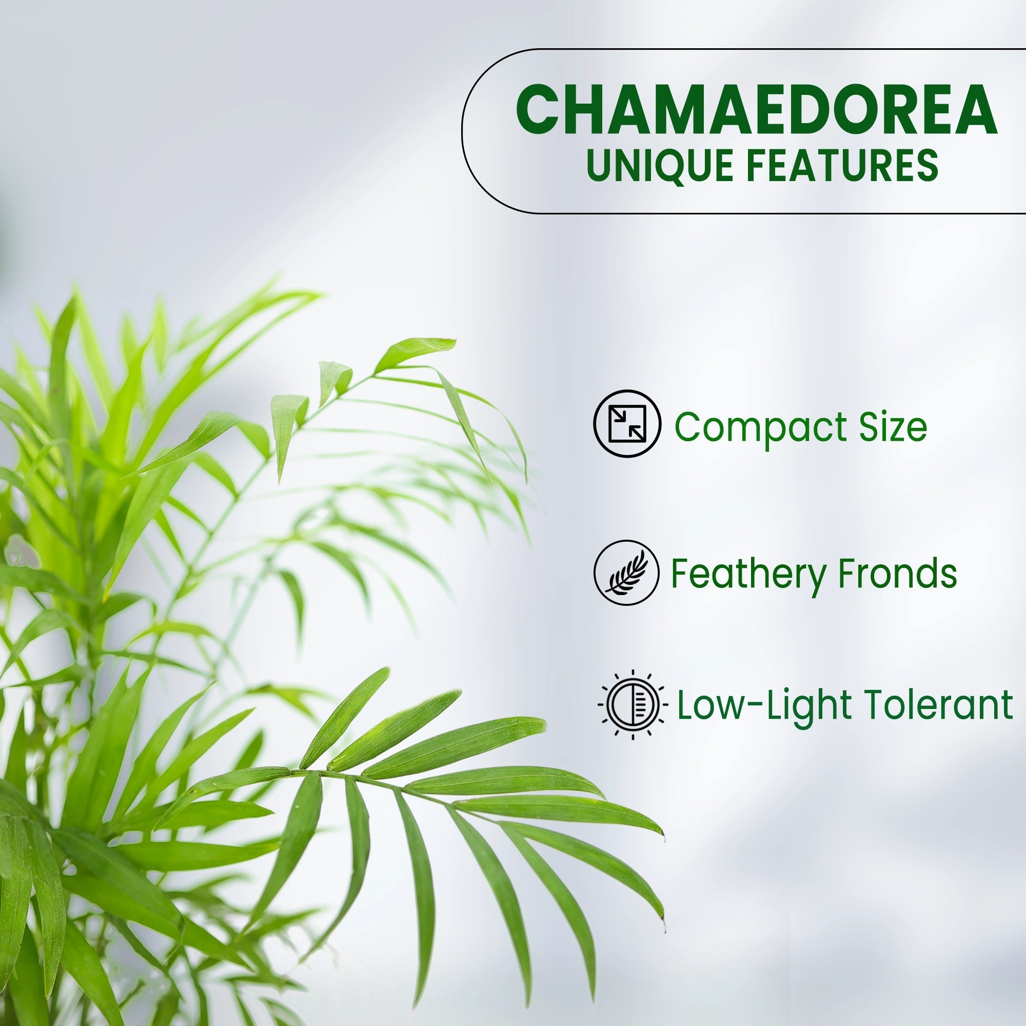 Chamaedorea Elegans Plant Urban Plant 