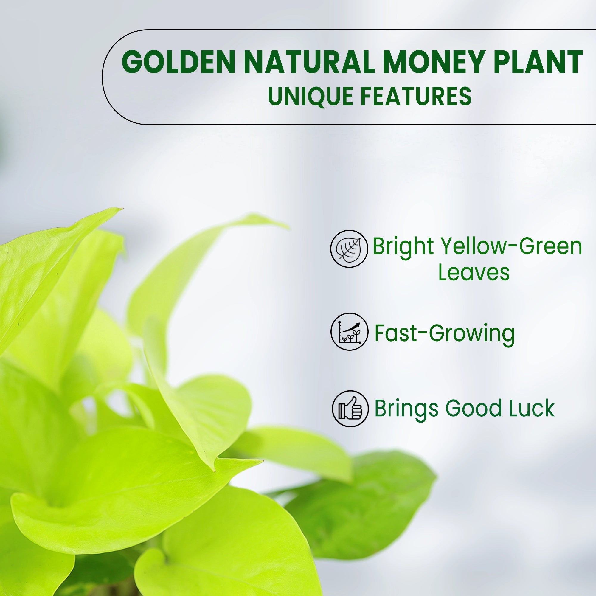 Golden Money Plant Urban Plant 