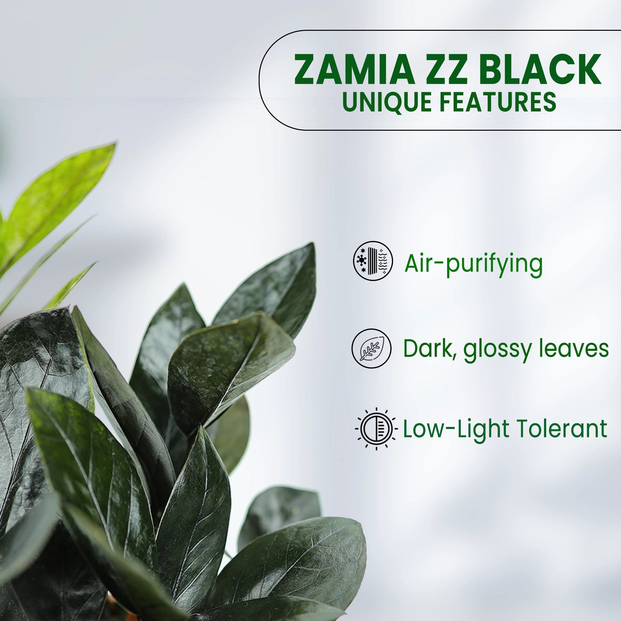 Zamia ZZ Black Plant Urban Plant 