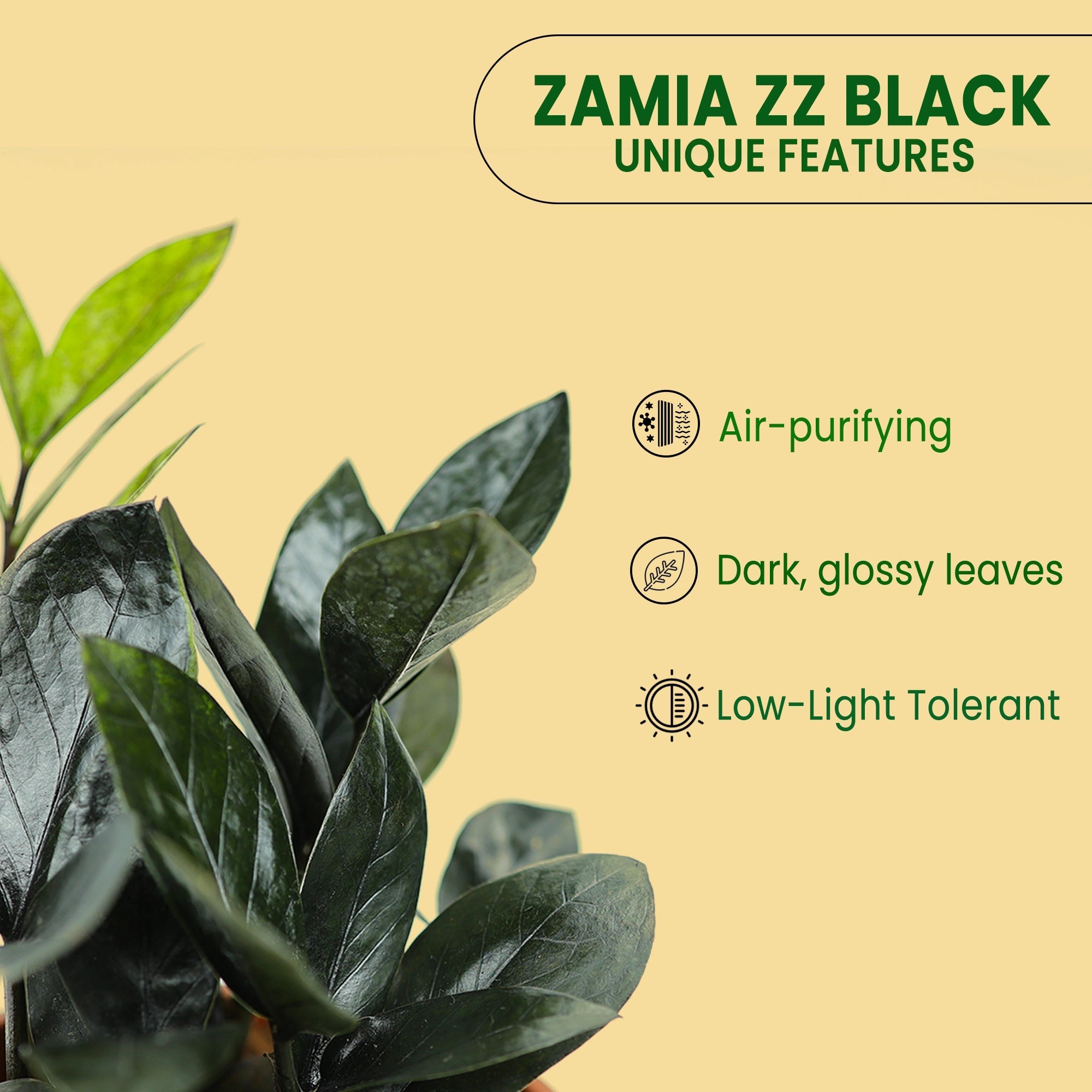 Zamia ZZ Black Plant Urban Plant 