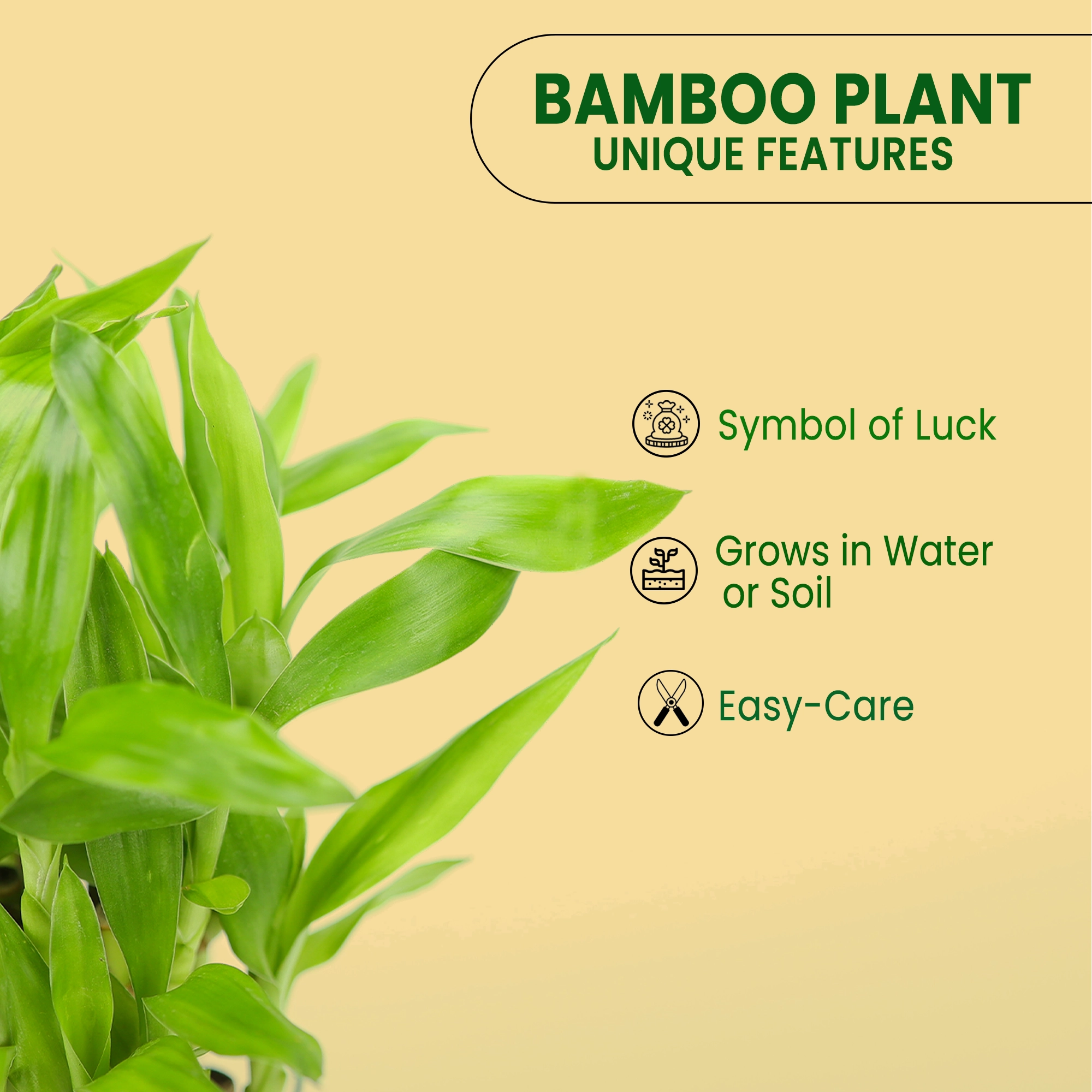 Lucky Bamboo Good Luck Plant Urban Plant 