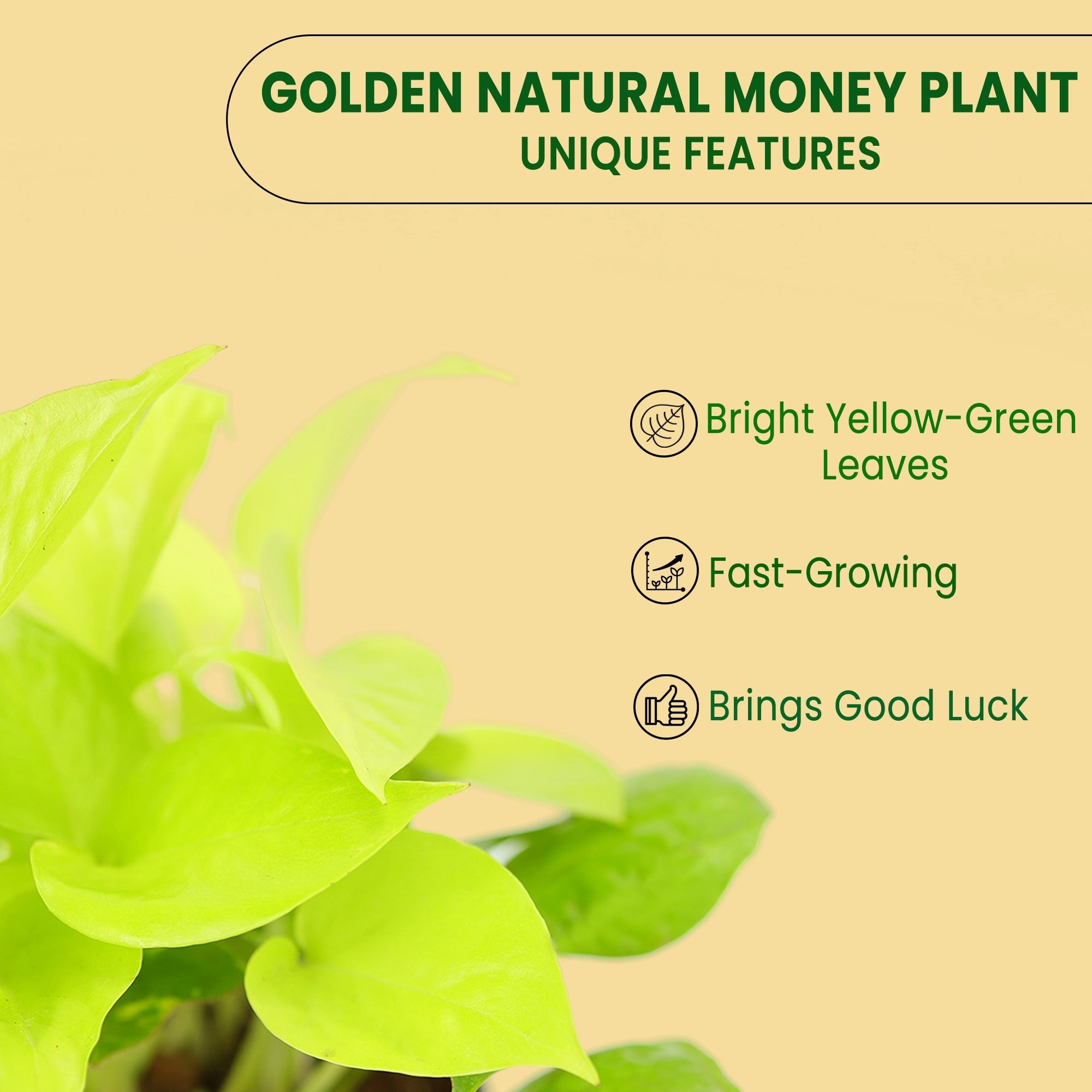 Golden Natural Money Plant Urban Plant 