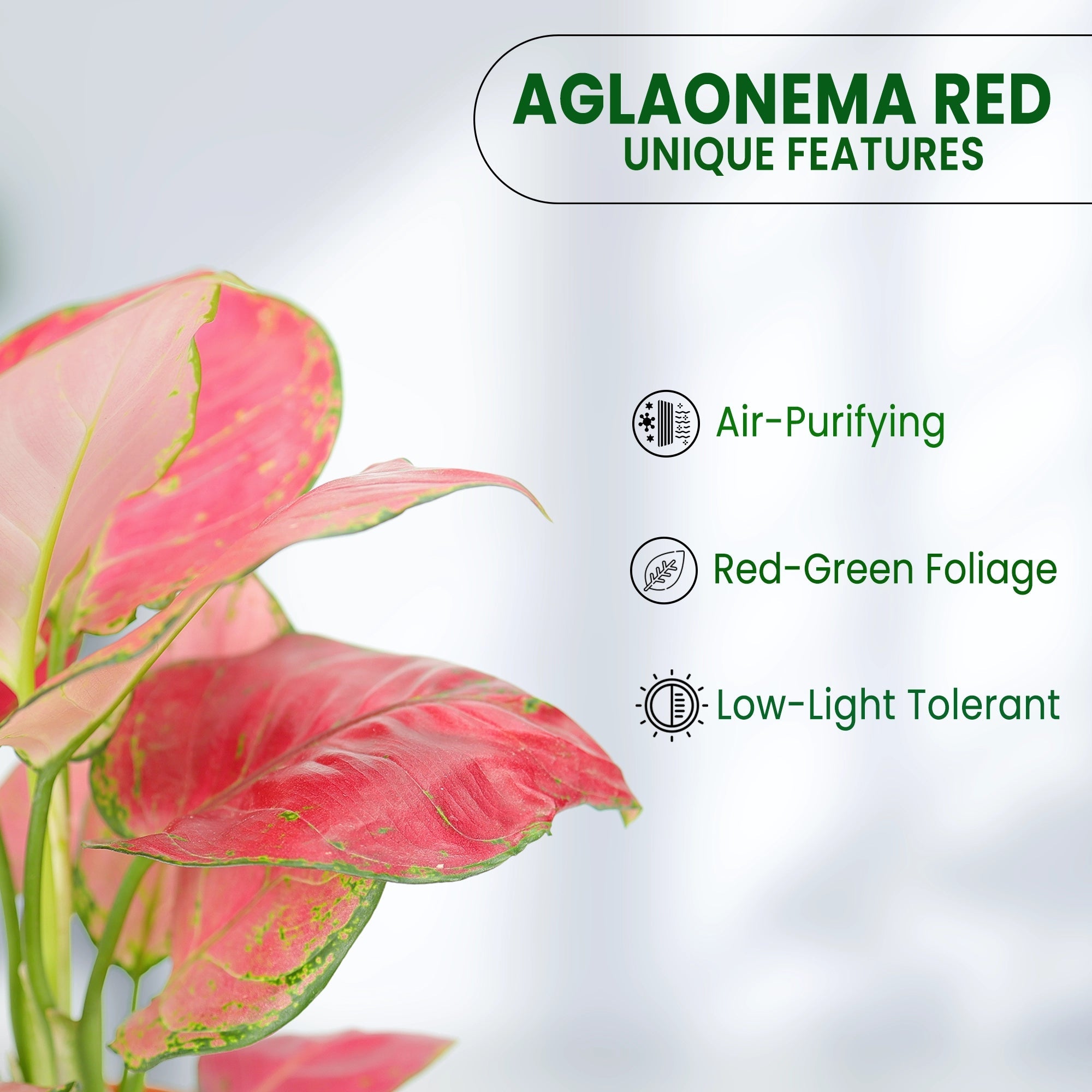 Aglaonema Red Plant Urban Plant 