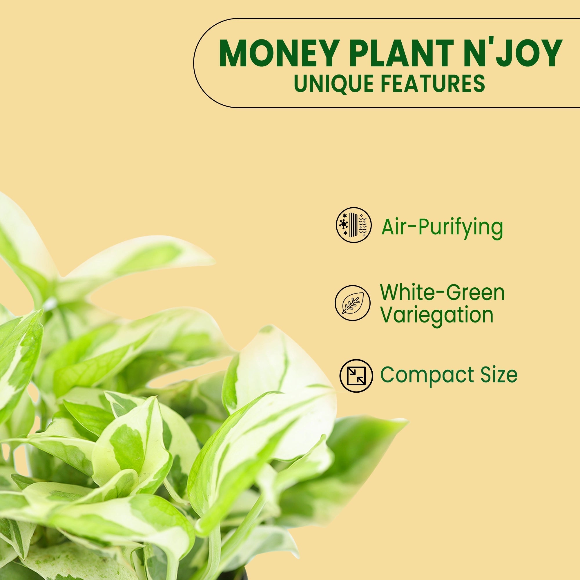 Money Plant N'joy Plant Urban Plant 