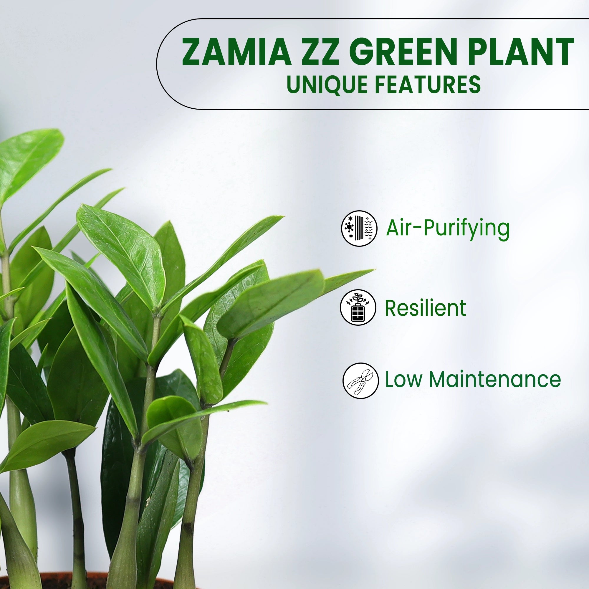 Zamia ZZ Green Plant Urban Plant 