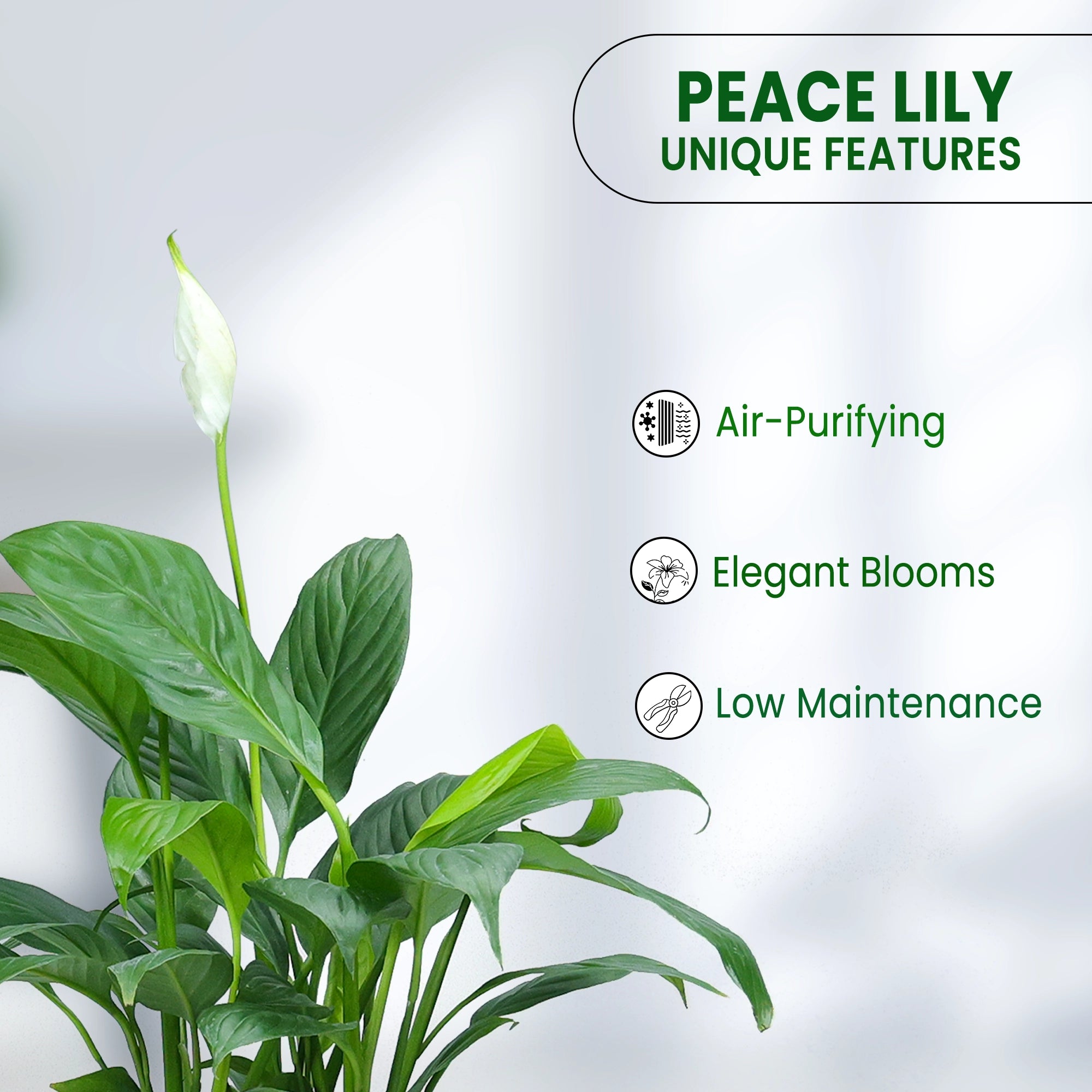 Peace Lily Plant Plant Urban Plant 