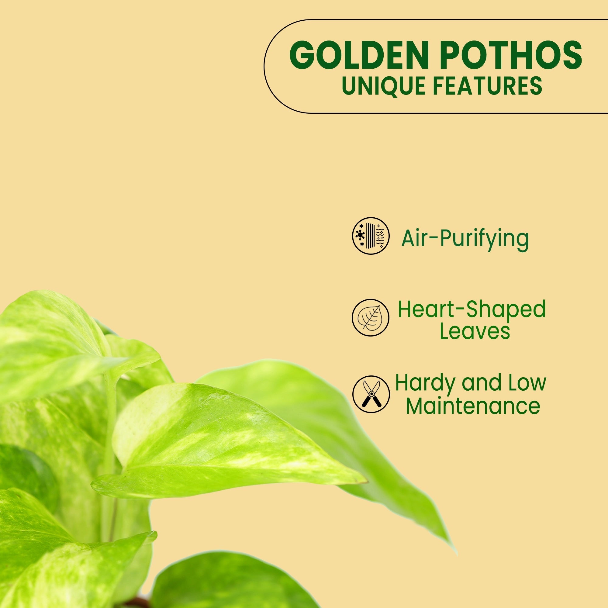 Golden Pothos Plant Urban Plant 