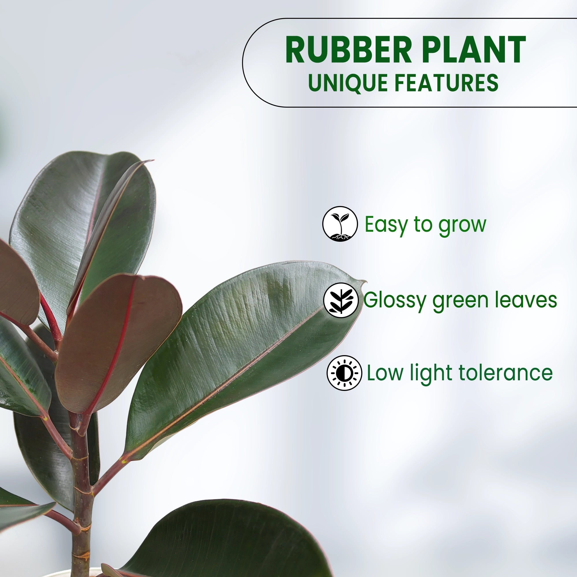 Rubber Plant Plant Urban Plant 