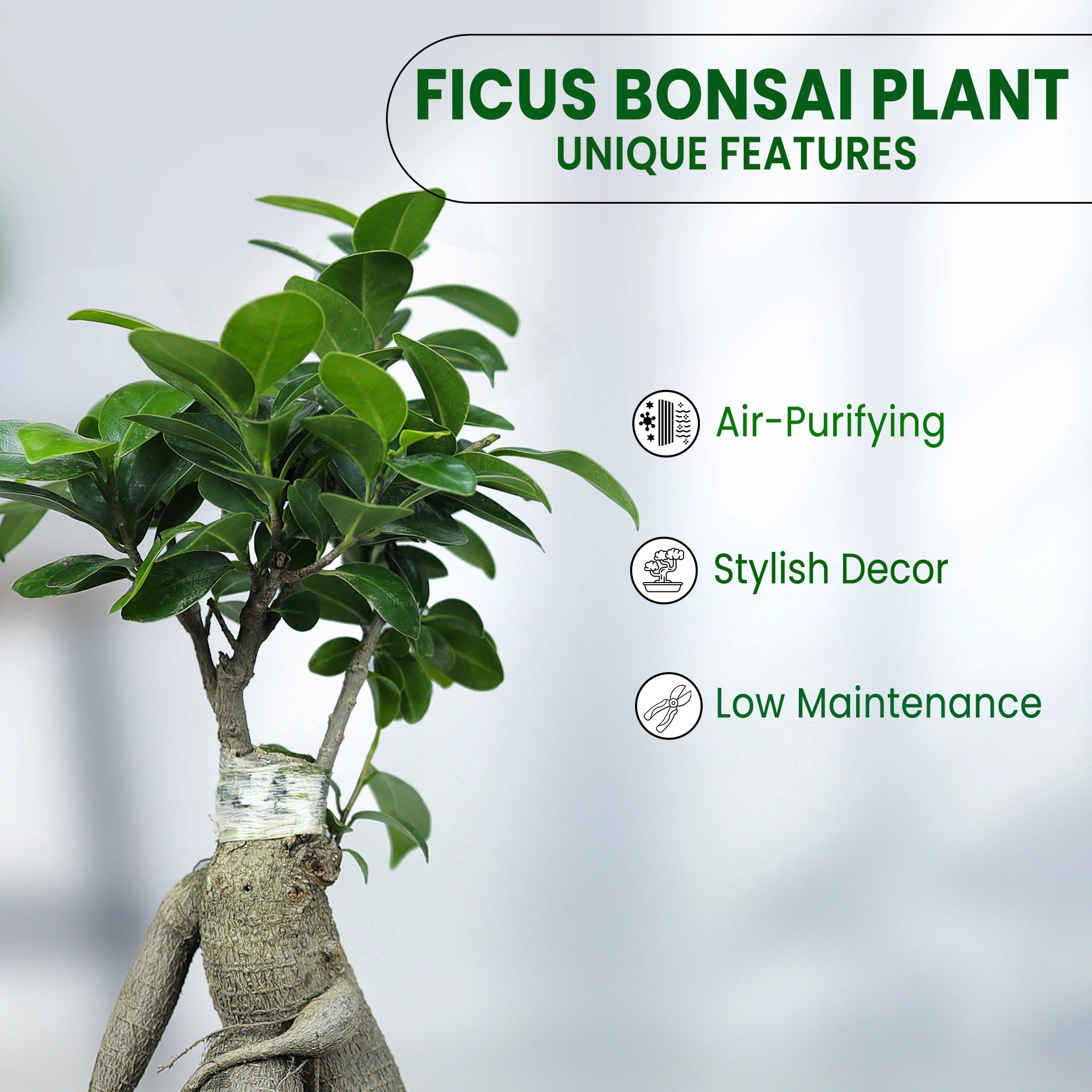 Ficus Bonsai Plant Plant Urban Plant 