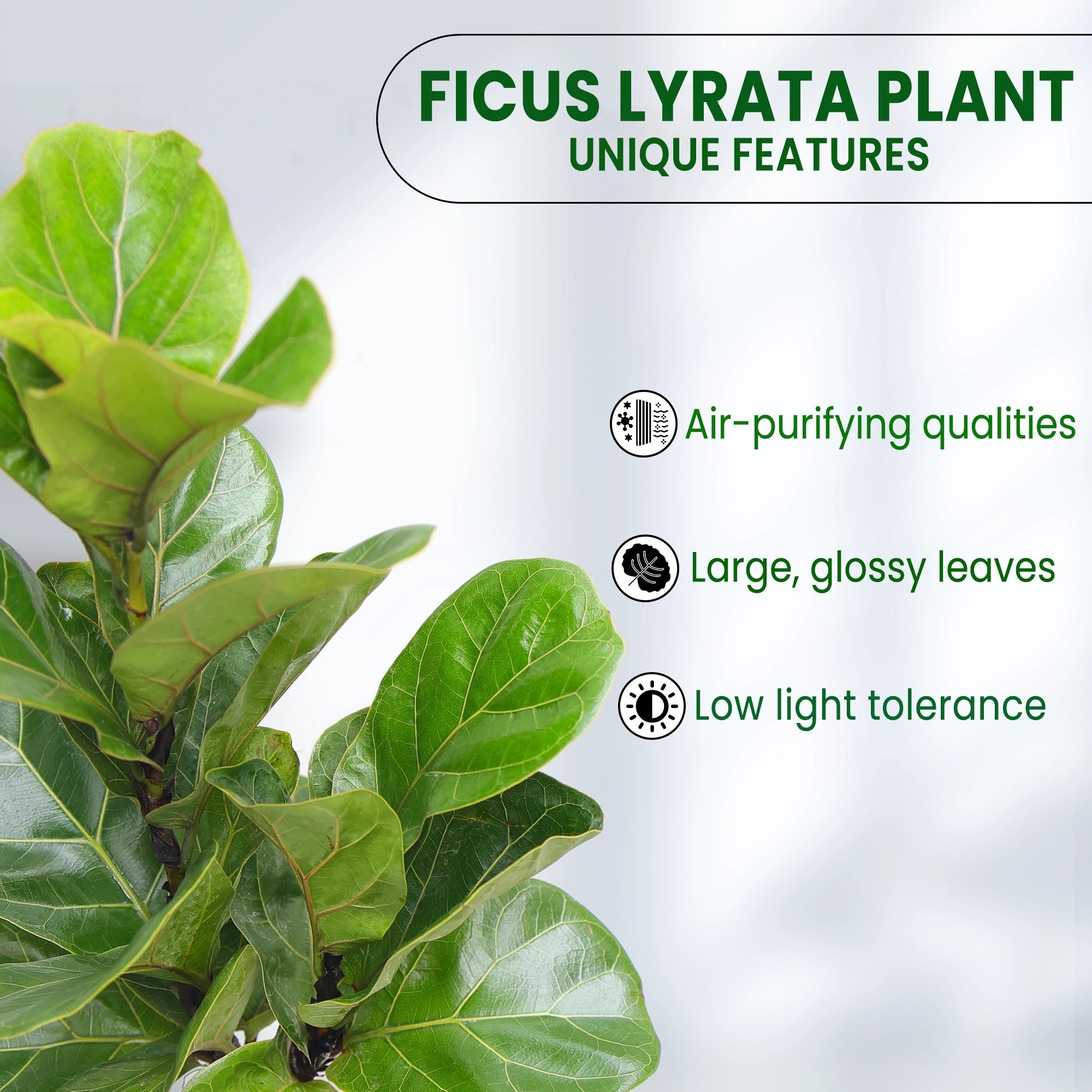 Fiddle Leaf Fig Plant (Ficus Lyrata) Plant Urban Plant 