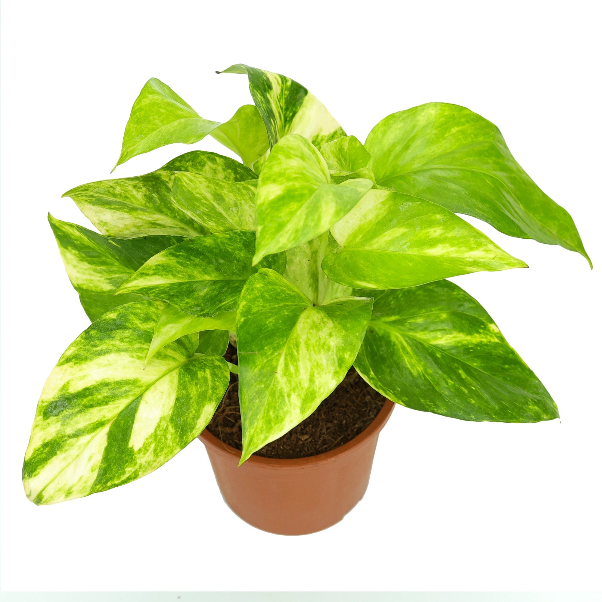 Golden Pothos Plant Urban Plant Nursery Pot Small 