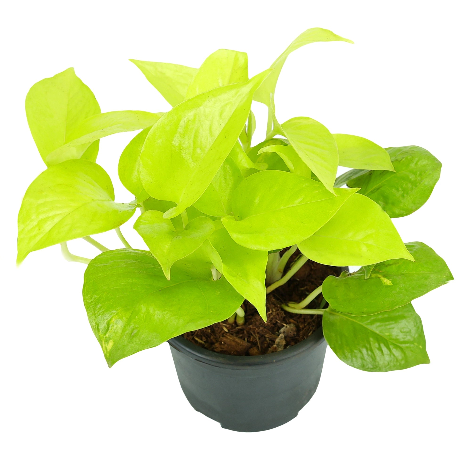 Golden Natural Money Plant Urban Plant 