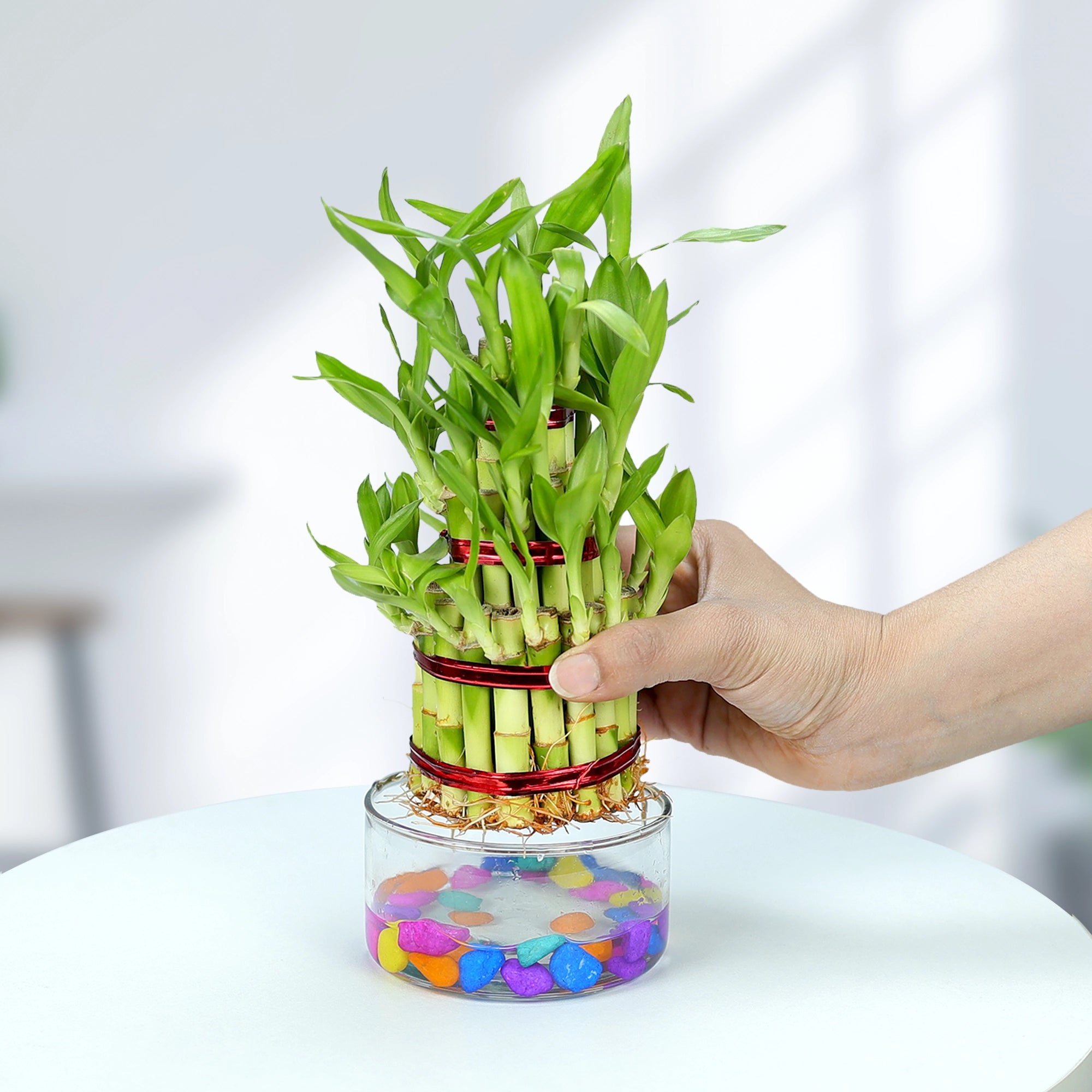 Lucky Bamboo Good Luck Plant Urban Plant 