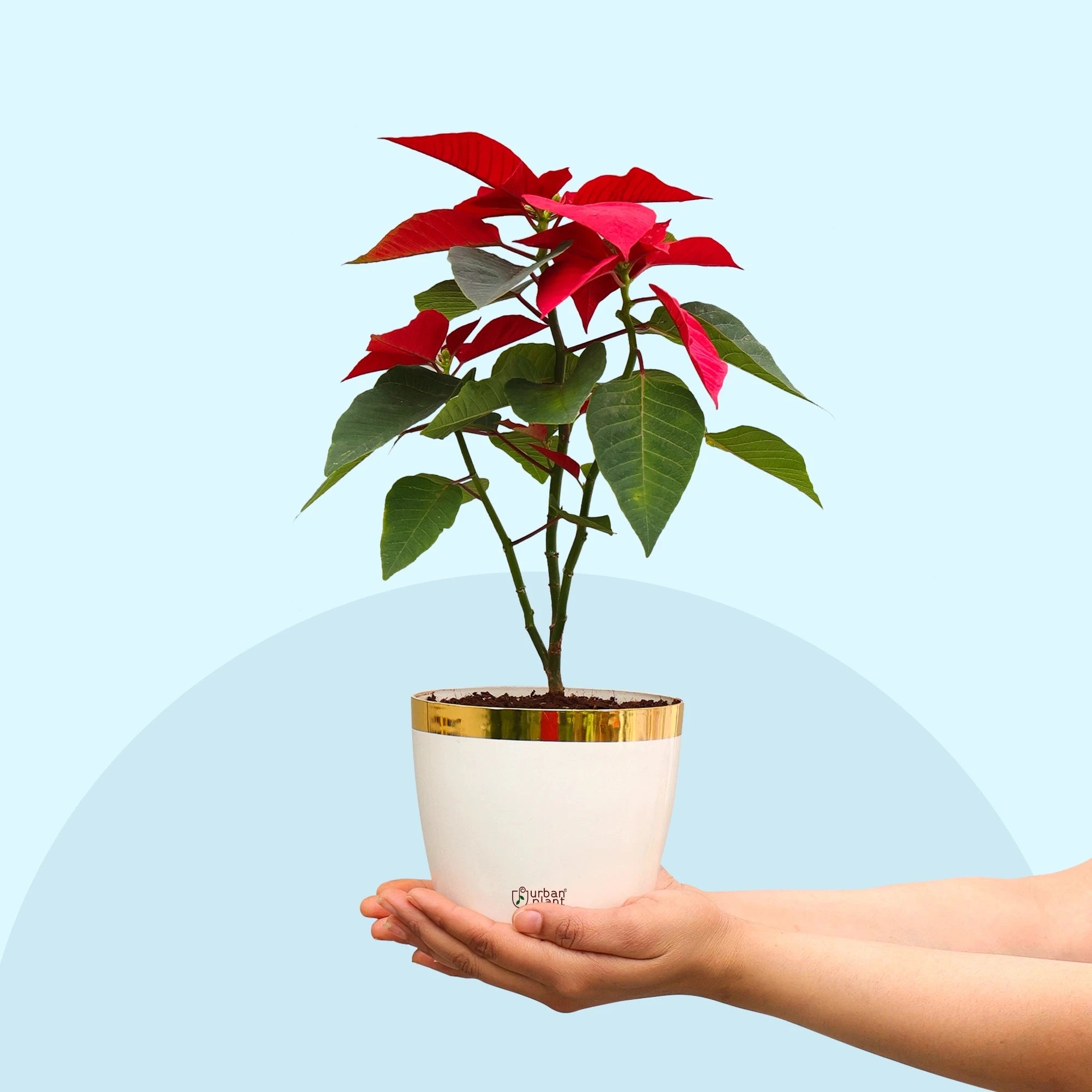 Poinsettia Plant Plant Urban Plant 