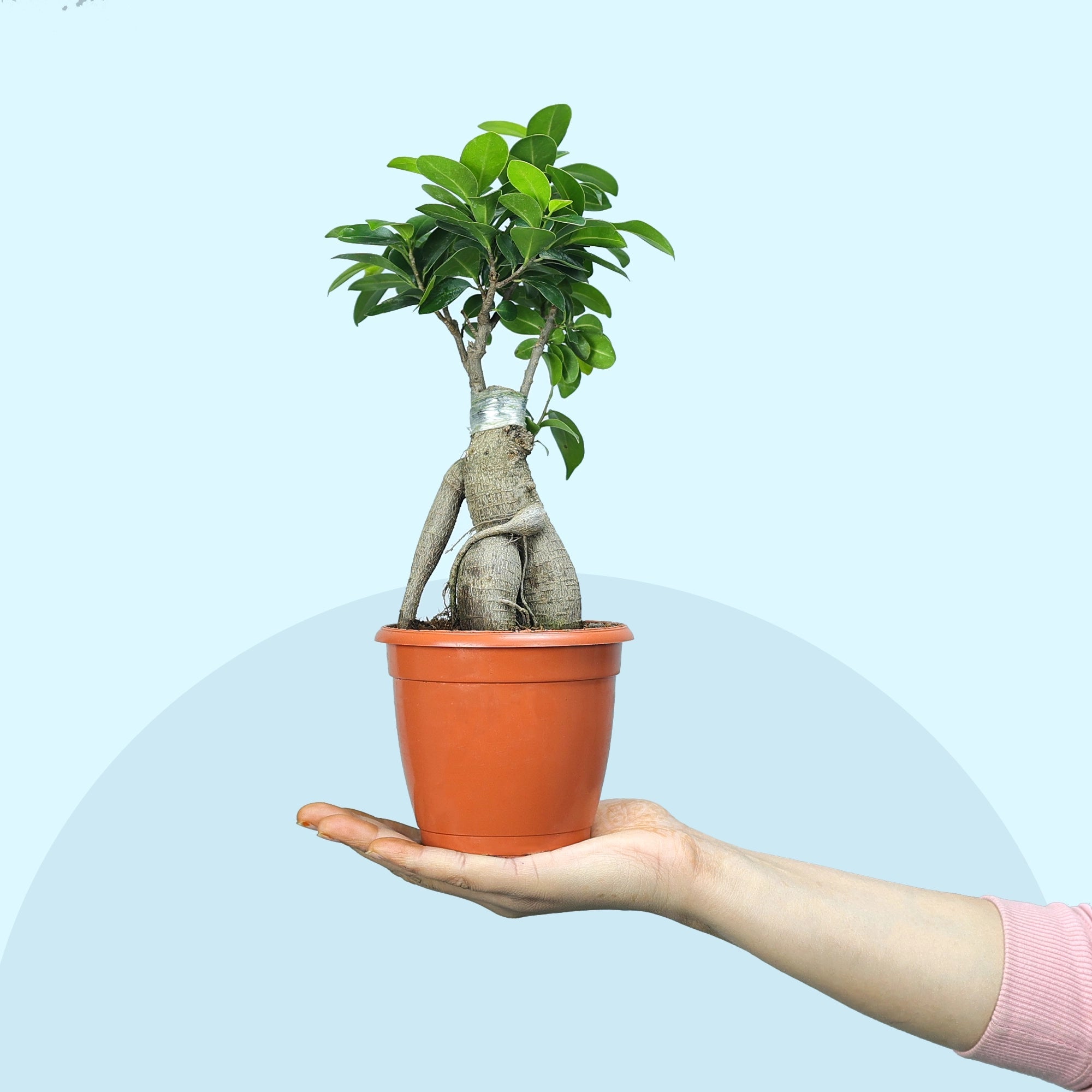 Ficus Bonsai Plant Plant Urban Plant 