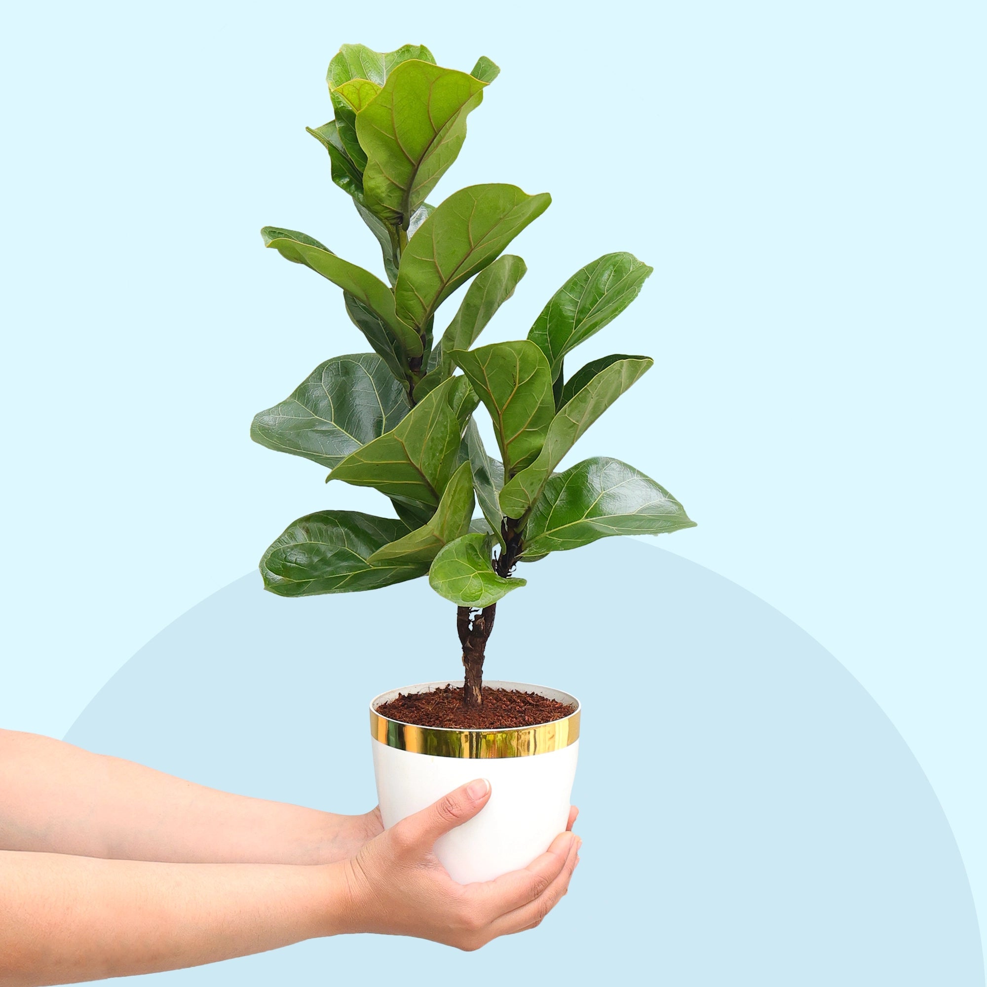 Fiddle Leaf Fig Plant (Ficus Lyrata) Plant Urban Plant 