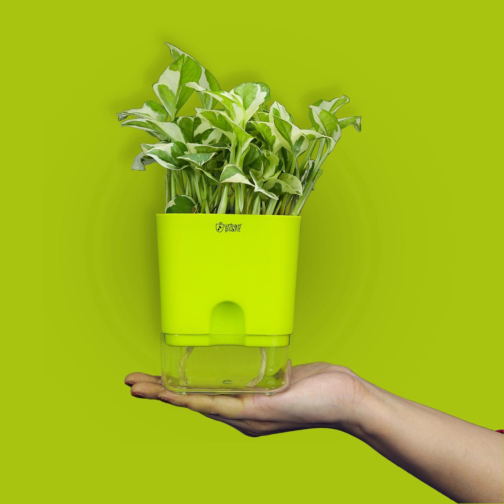 Aquaflow Self Watering Pot Plastic Pot Urban Plant 