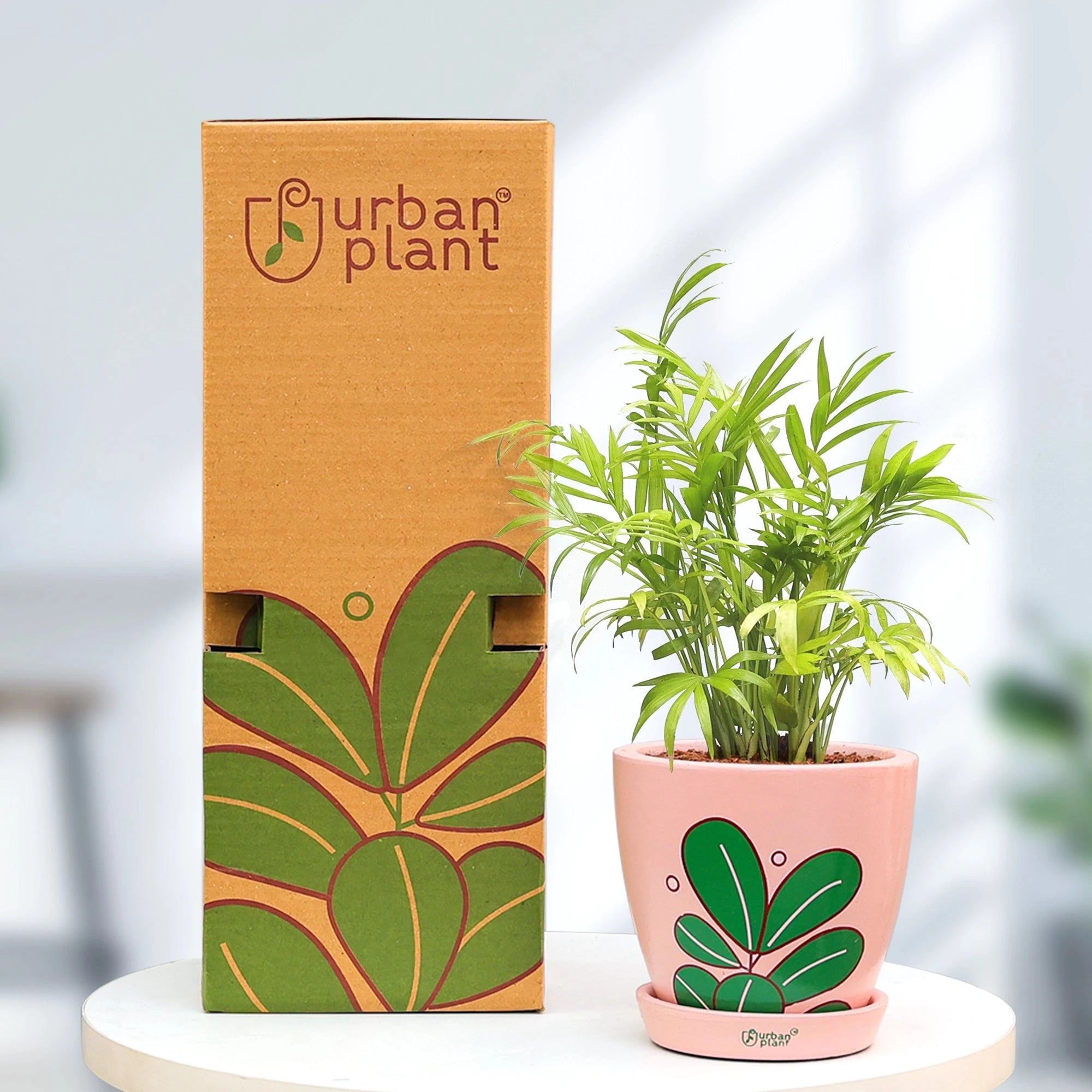 Parlor Palm Plant with Urban Iconic Pot Urban Plant 