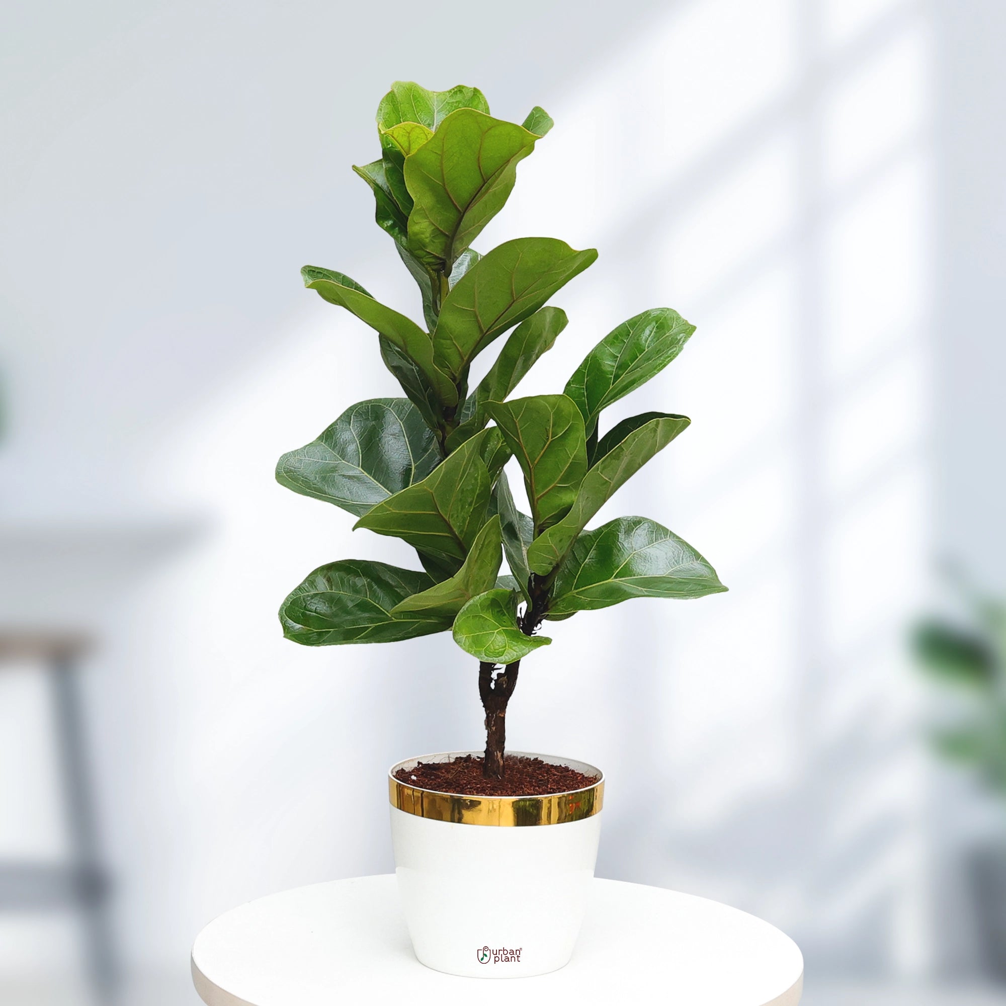 Fiddle Leaf Fig Plant (Ficus Lyrata) Plant Urban Plant Plantura Pot Medium 