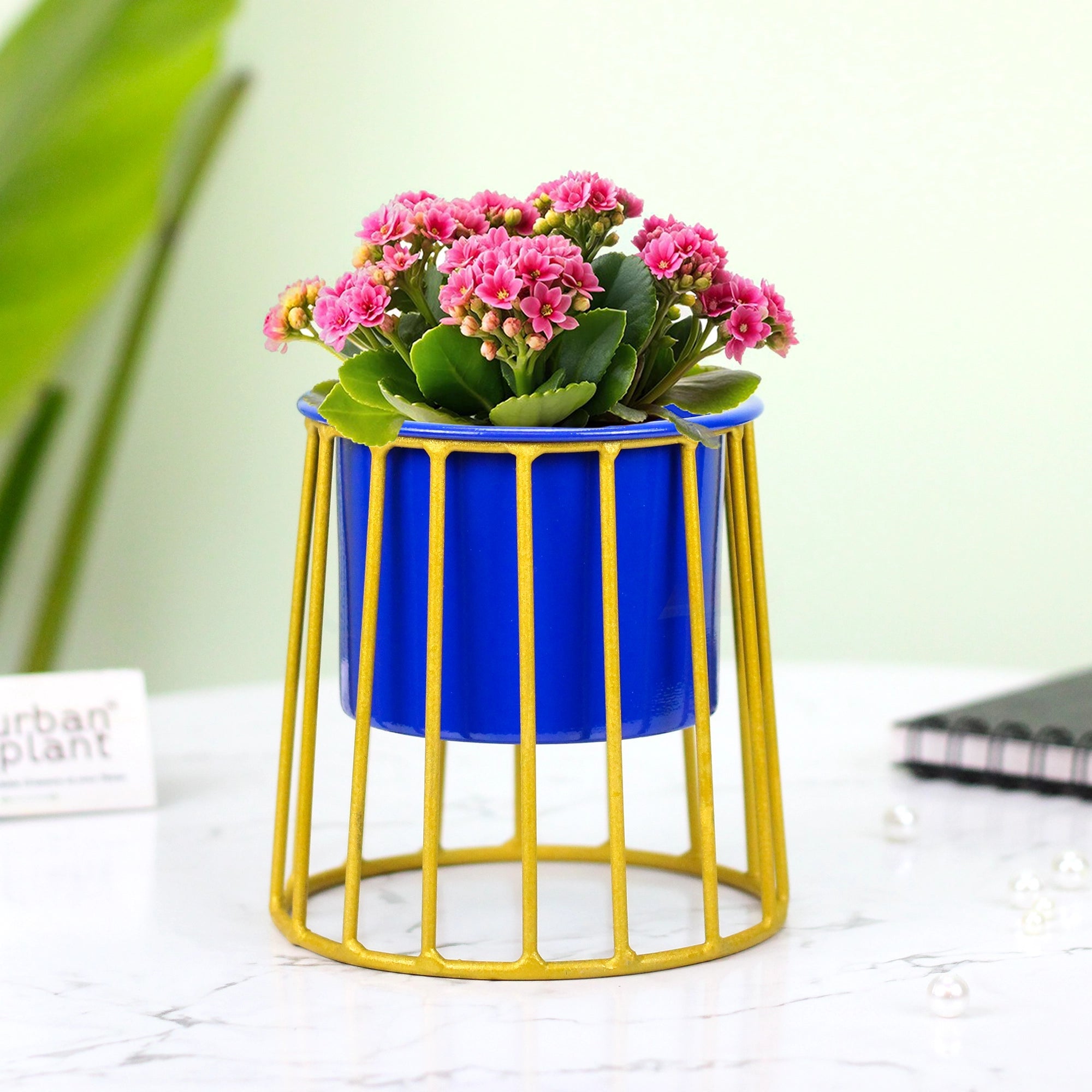 Urban Plant Chalice Mini Planters Urban Plant Blue 