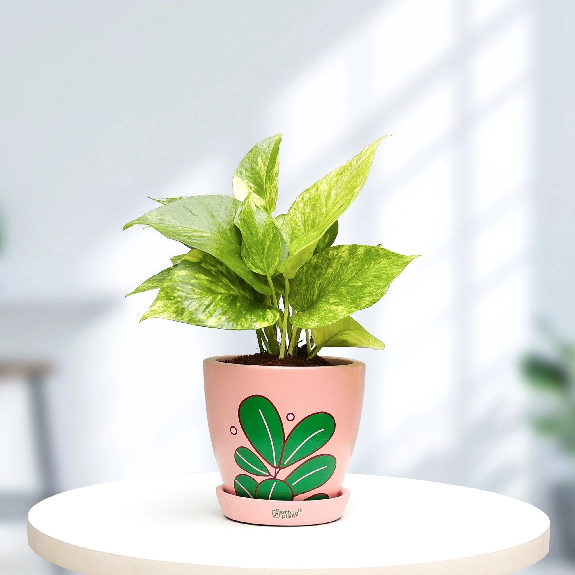 Green Money Plant Urban Plant Urban Iconic Pot Medium 