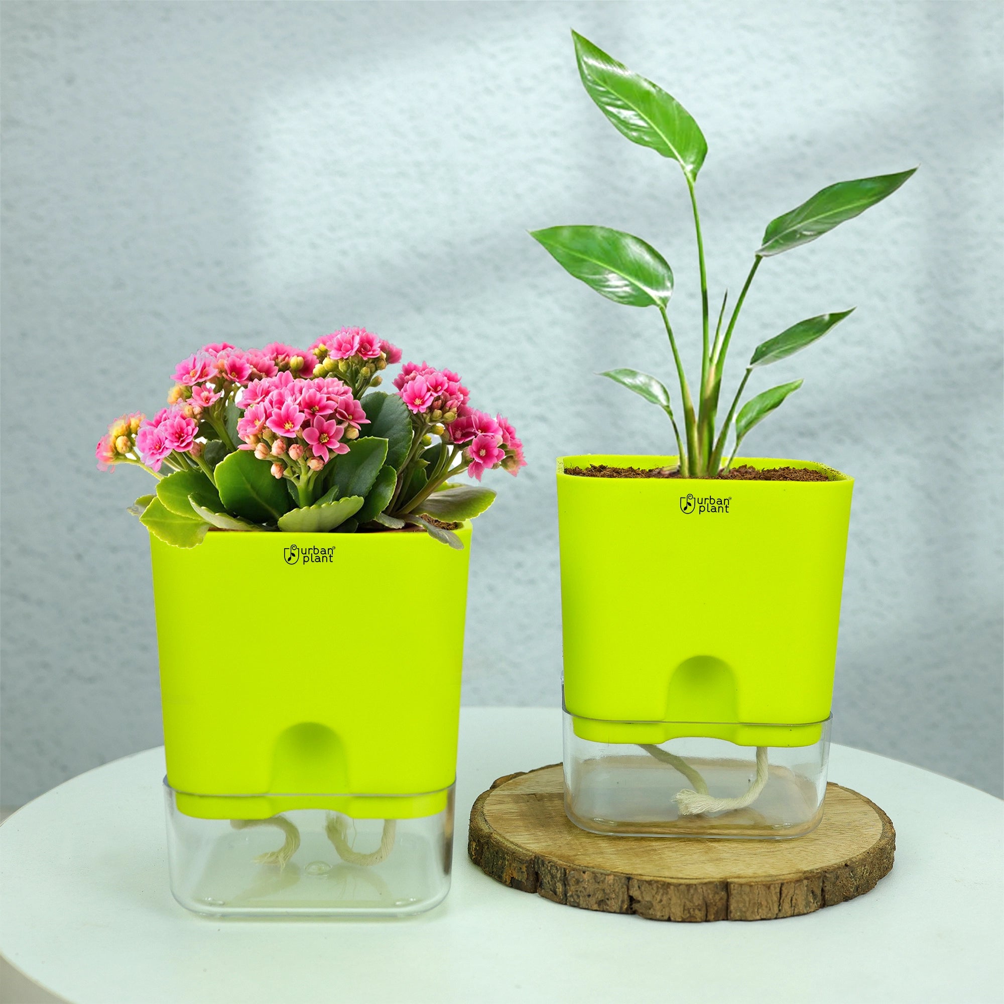 Self-Watering Pot - 5" Plastic Pot Urban Plant 