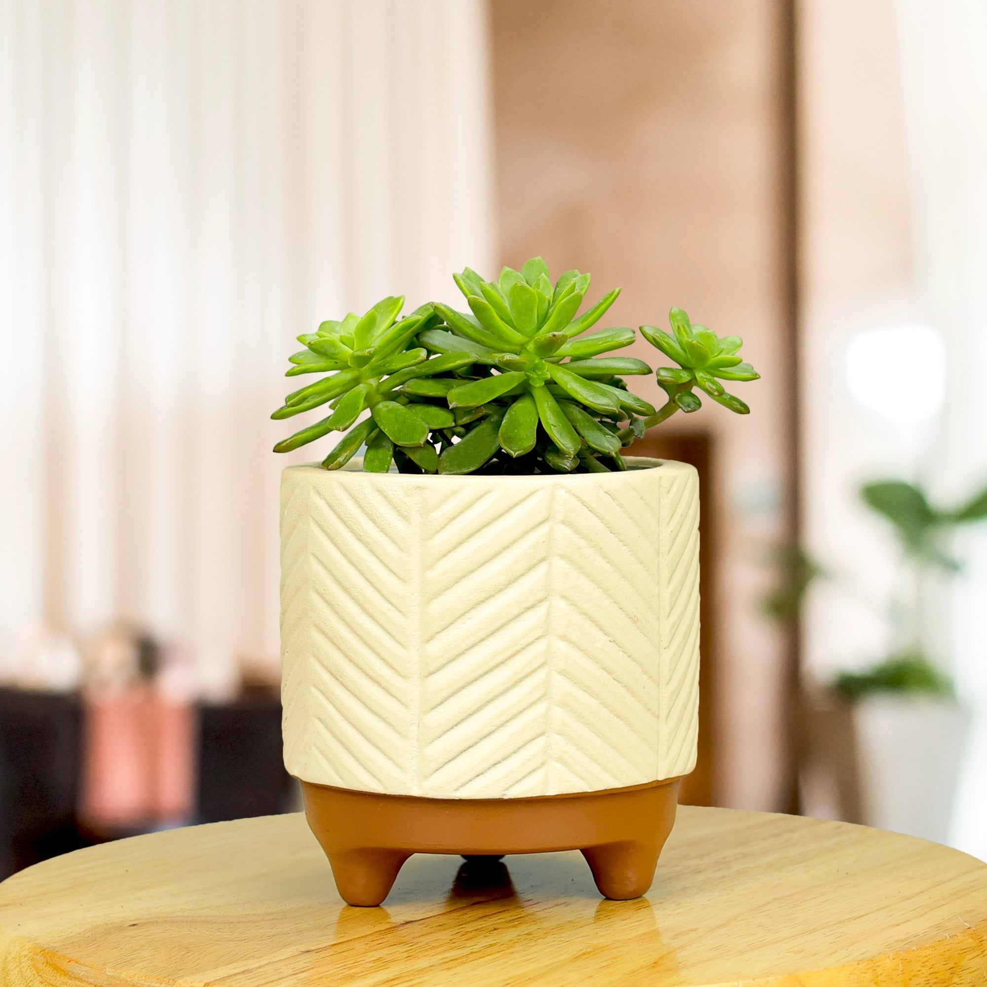 Emerald Terracotta Pot Urban Plant 