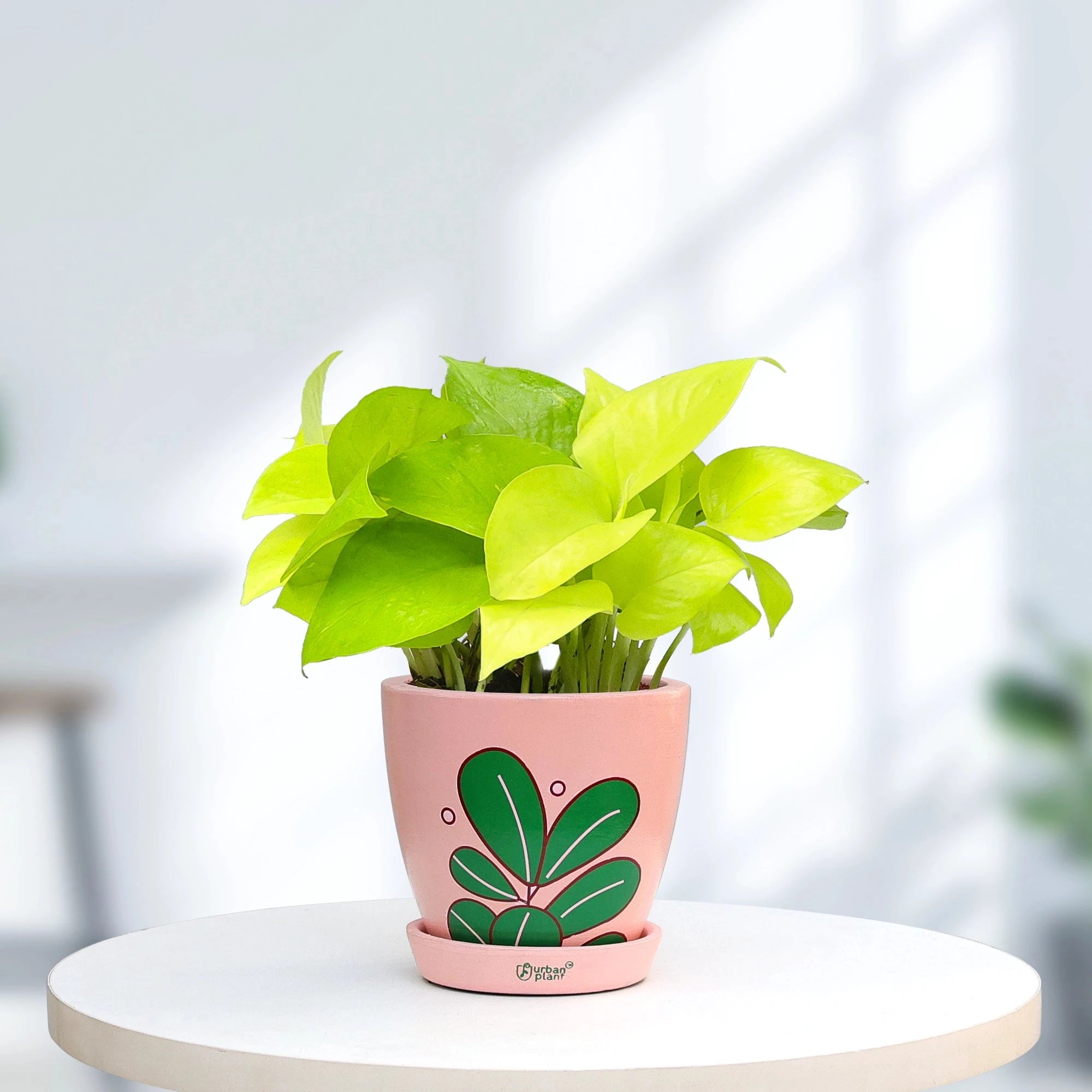 Golden Money Plant Urban Plant Urban Iconic Pot Medium 