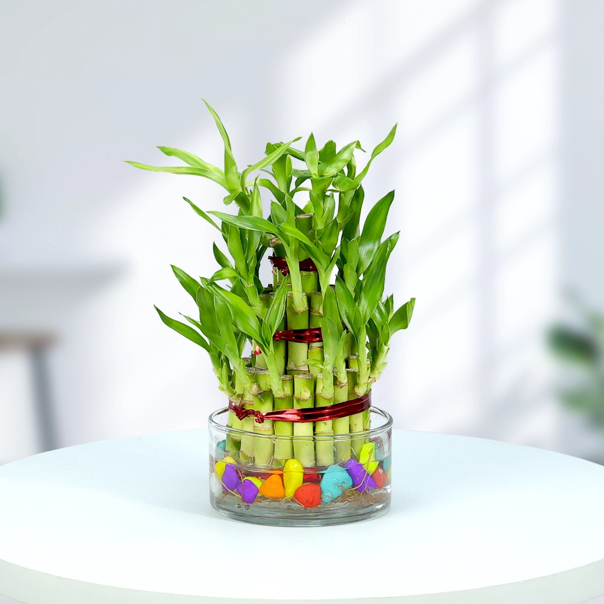 Lucky Bamboo Good Luck Plant Urban Plant 3 Layer Pack of 1 Classic Jar