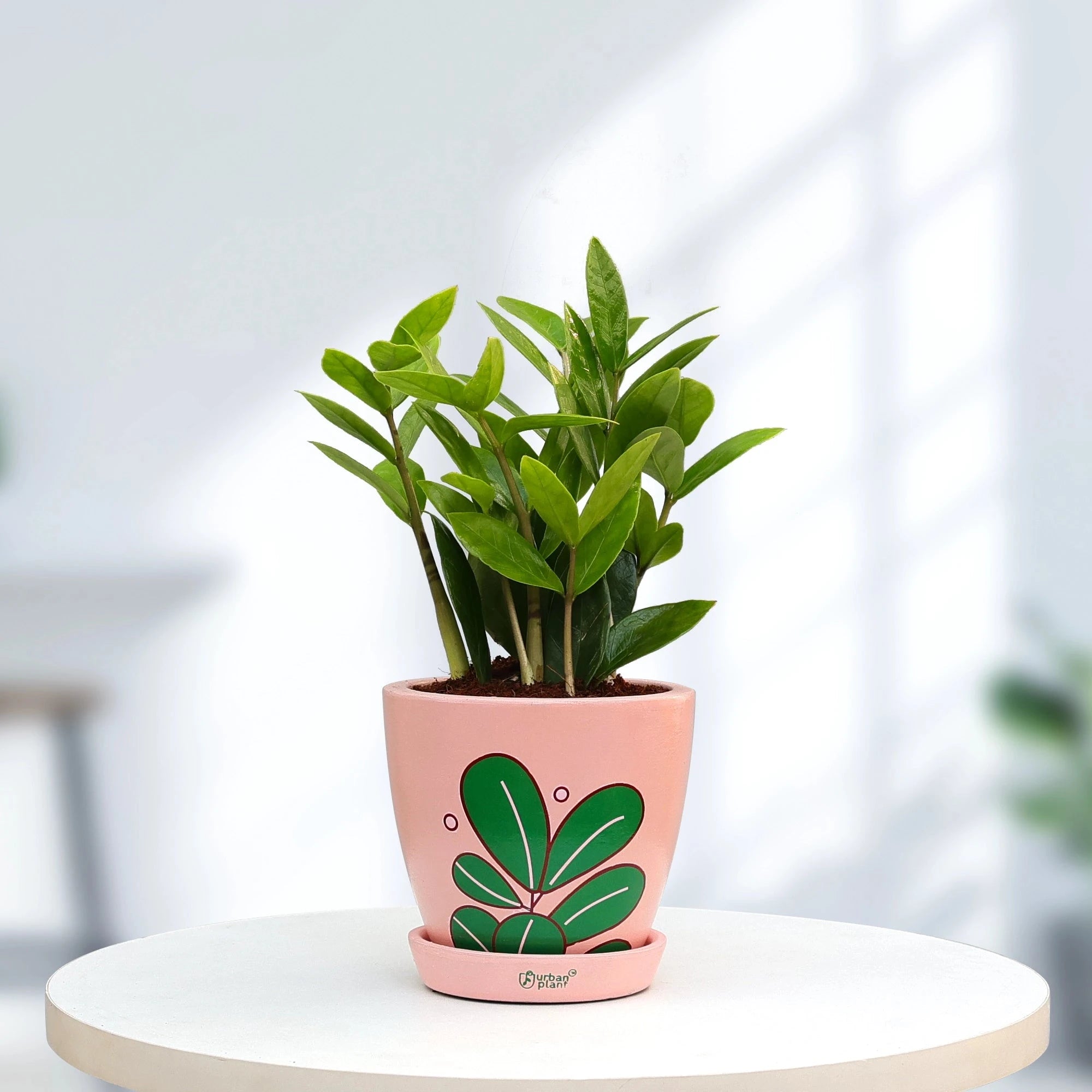 Zamia ZZ Green Plant Urban Plant Urban Iconic Pot Medium 